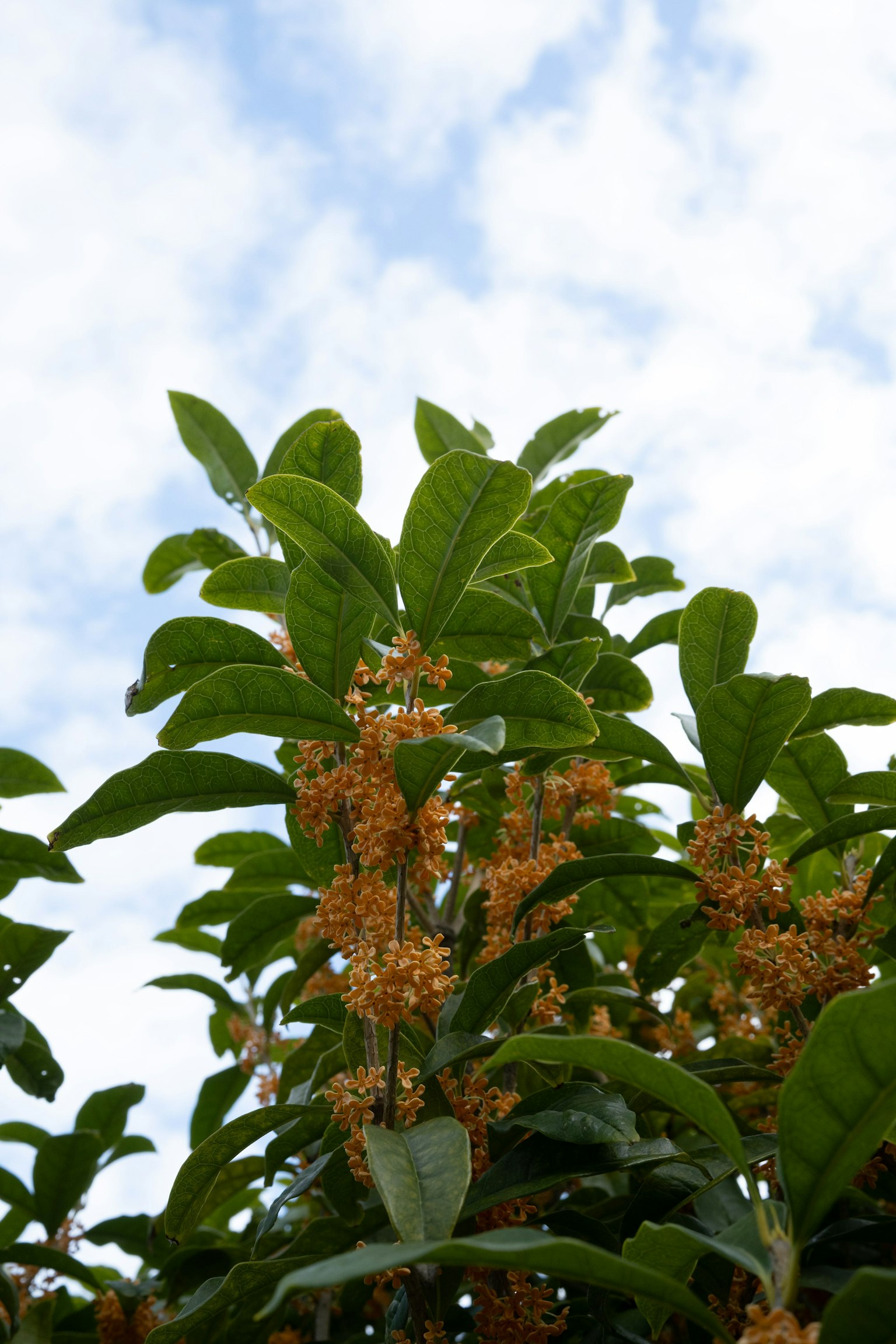 Sweet osmanthus flowers and green leaves under a blue sky