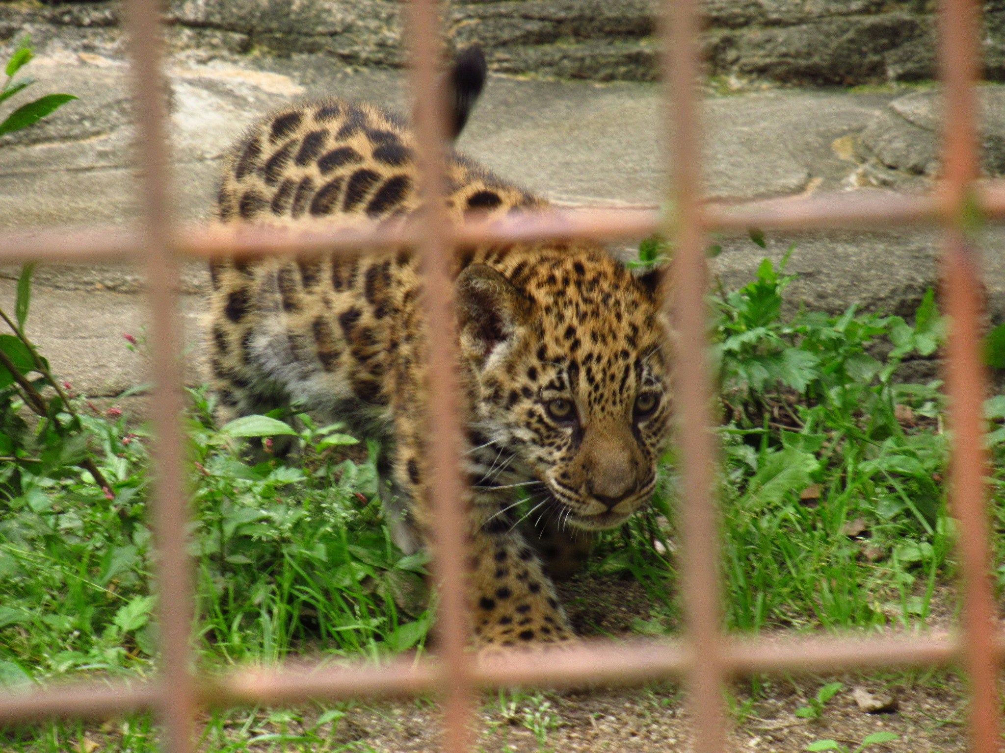 柵の向こうで草地を歩くヒョウ