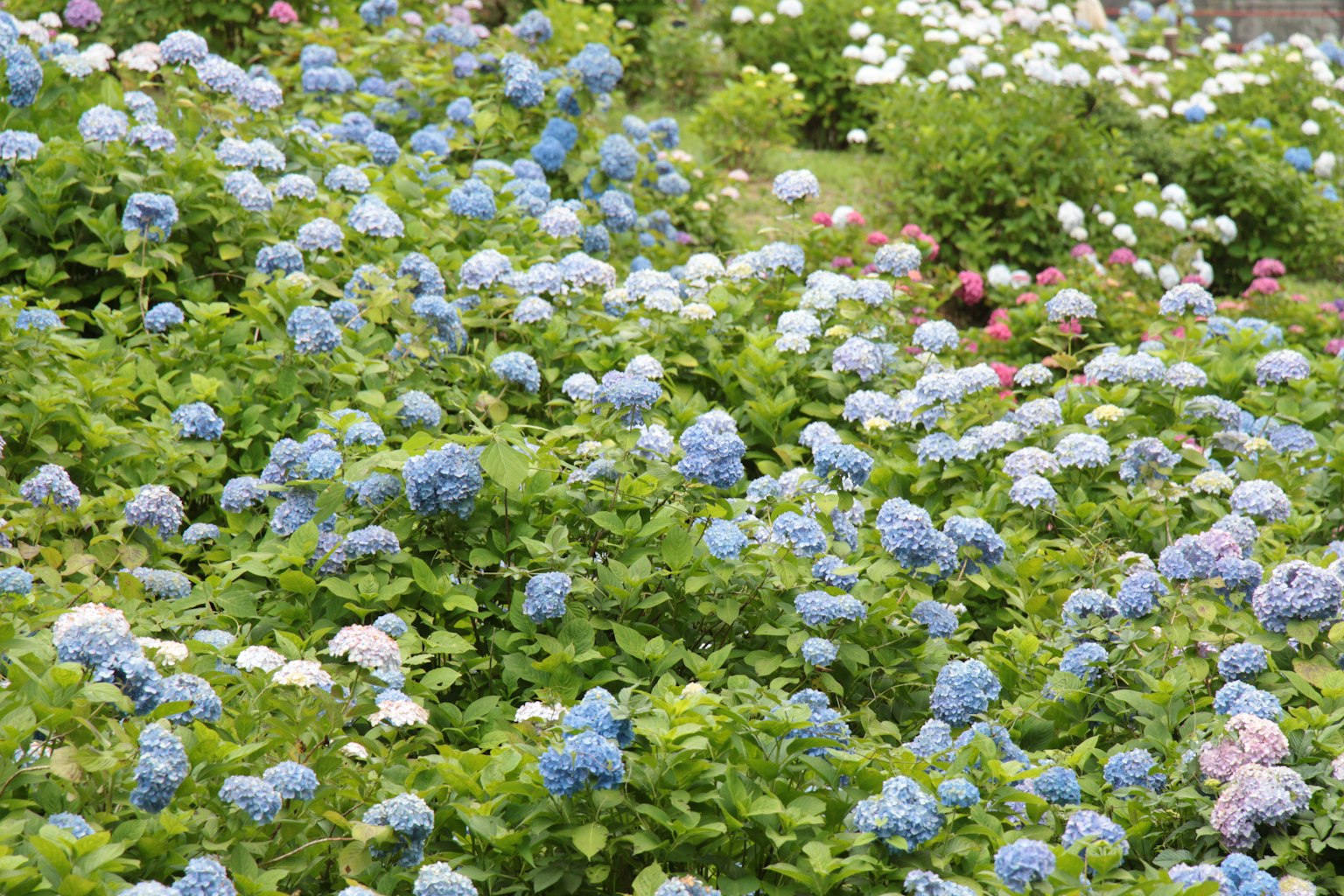 เนินเขาที่เต็มไปด้วยดอกไฮเดรนเยียสีน้ำเงินบาน