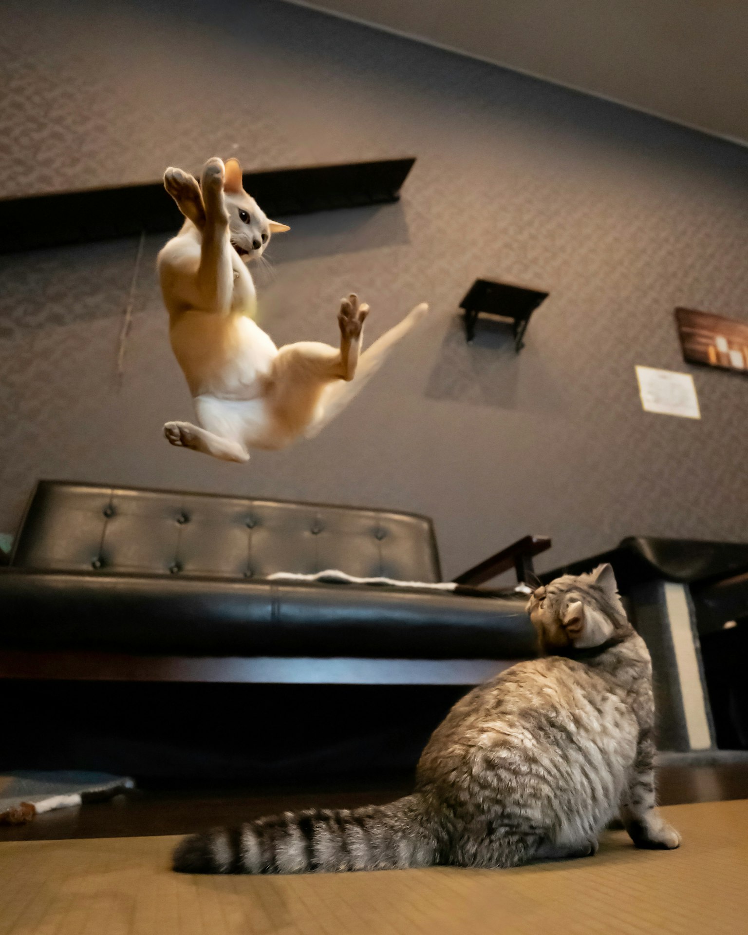 A cat jumping in the air with another cat watching