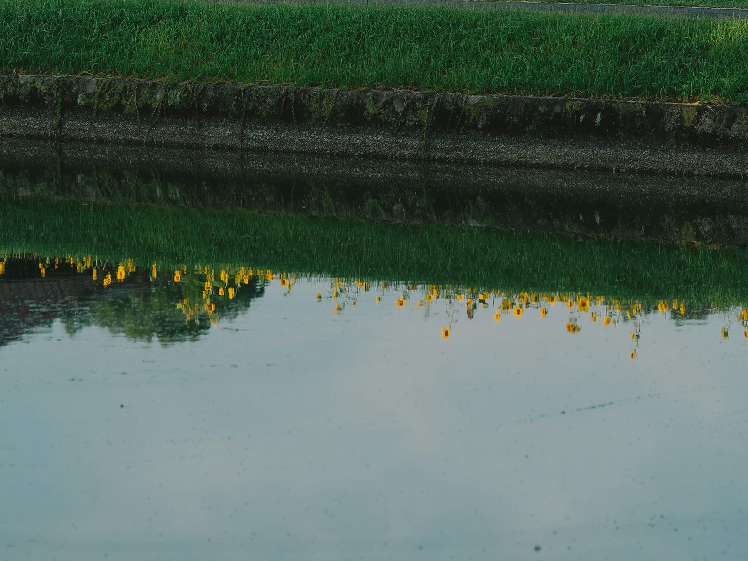 水面上倒映的黄色花朵与绿色草地
