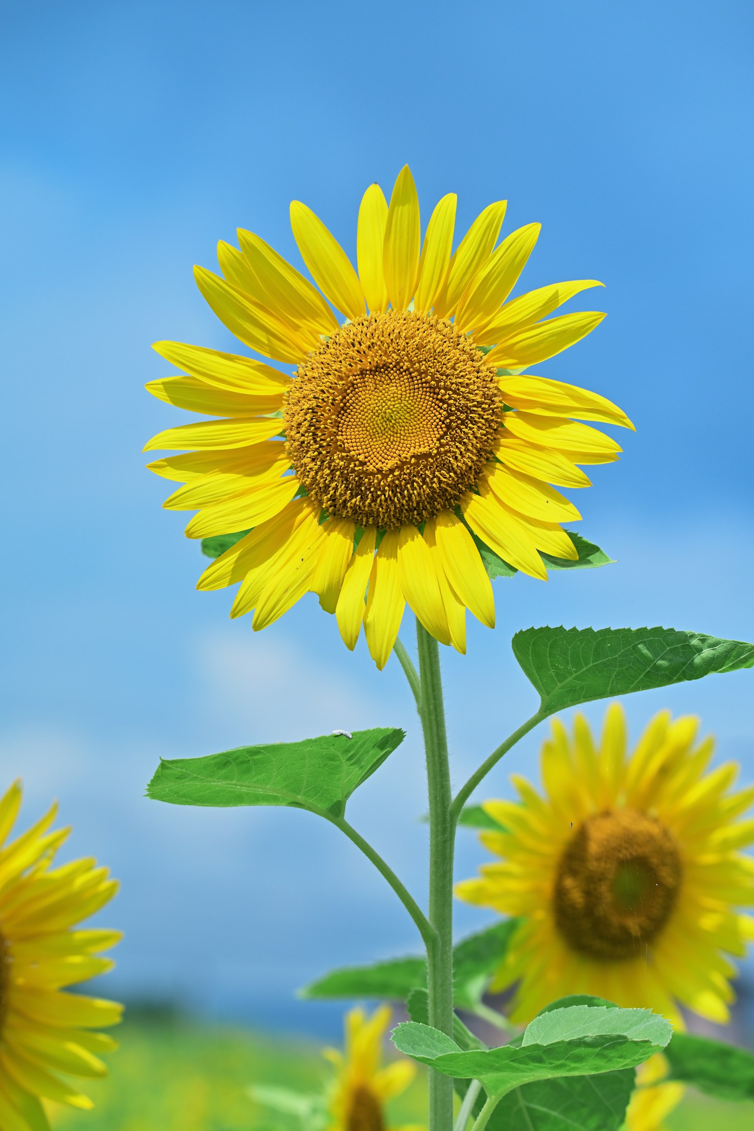 Sonnenblume blüht unter einem blauen Himmel mit umliegenden Sonnenblumen