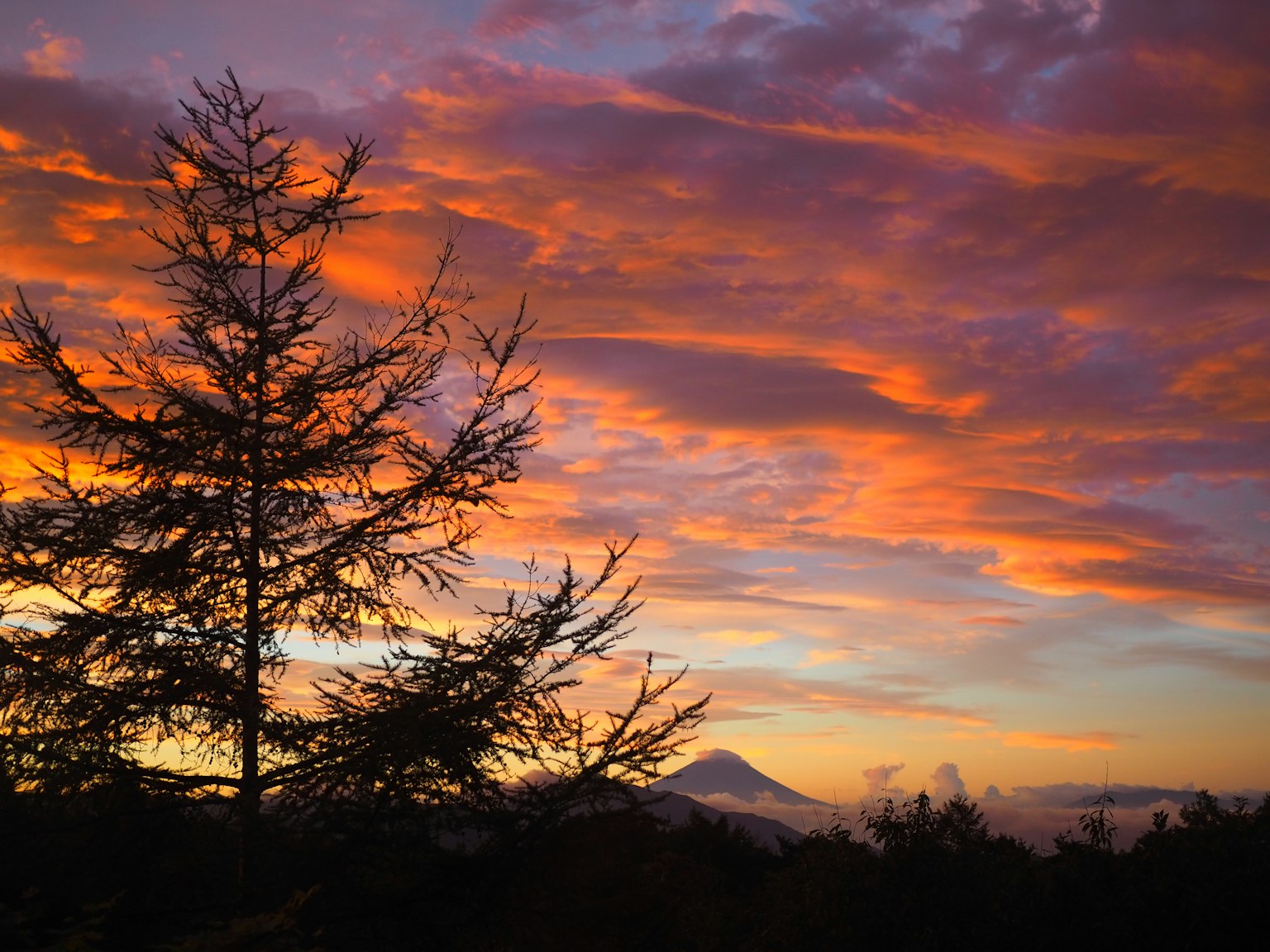 Hermoso cielo al atardecer con árbol en silueta