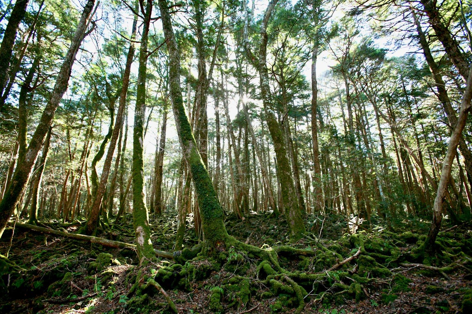 Alti alberi in una foresta con muschio verde sul terreno