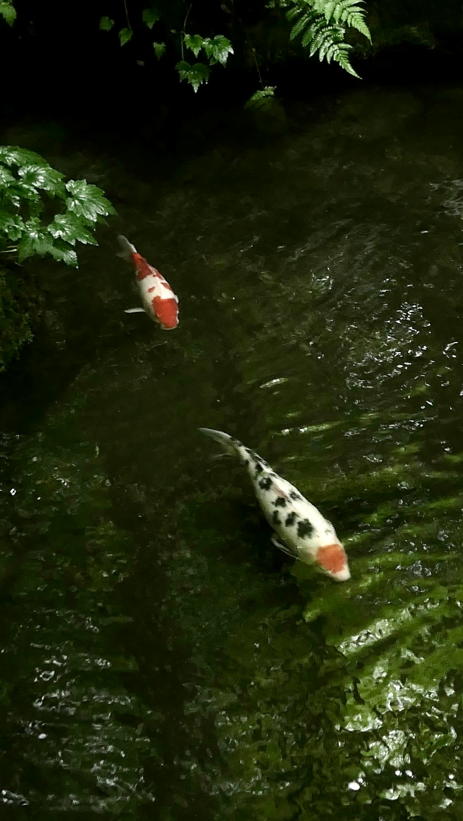 緑の水草に囲まれた池で泳ぐ二匹の鯉