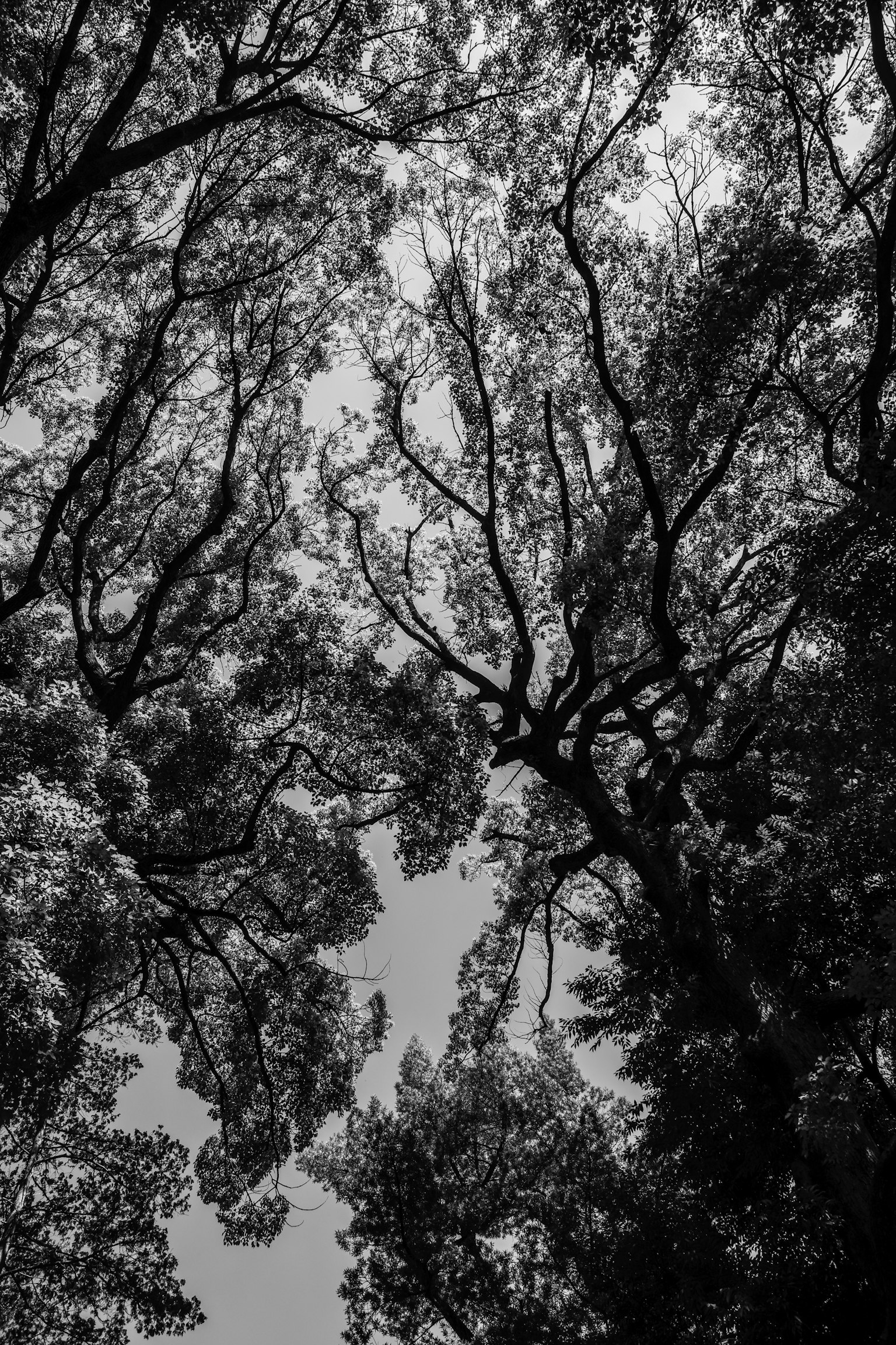 มุมมองขาวดำมองขึ้นไปผ่านต้นไม้กิ่งและใบที่พันกัน