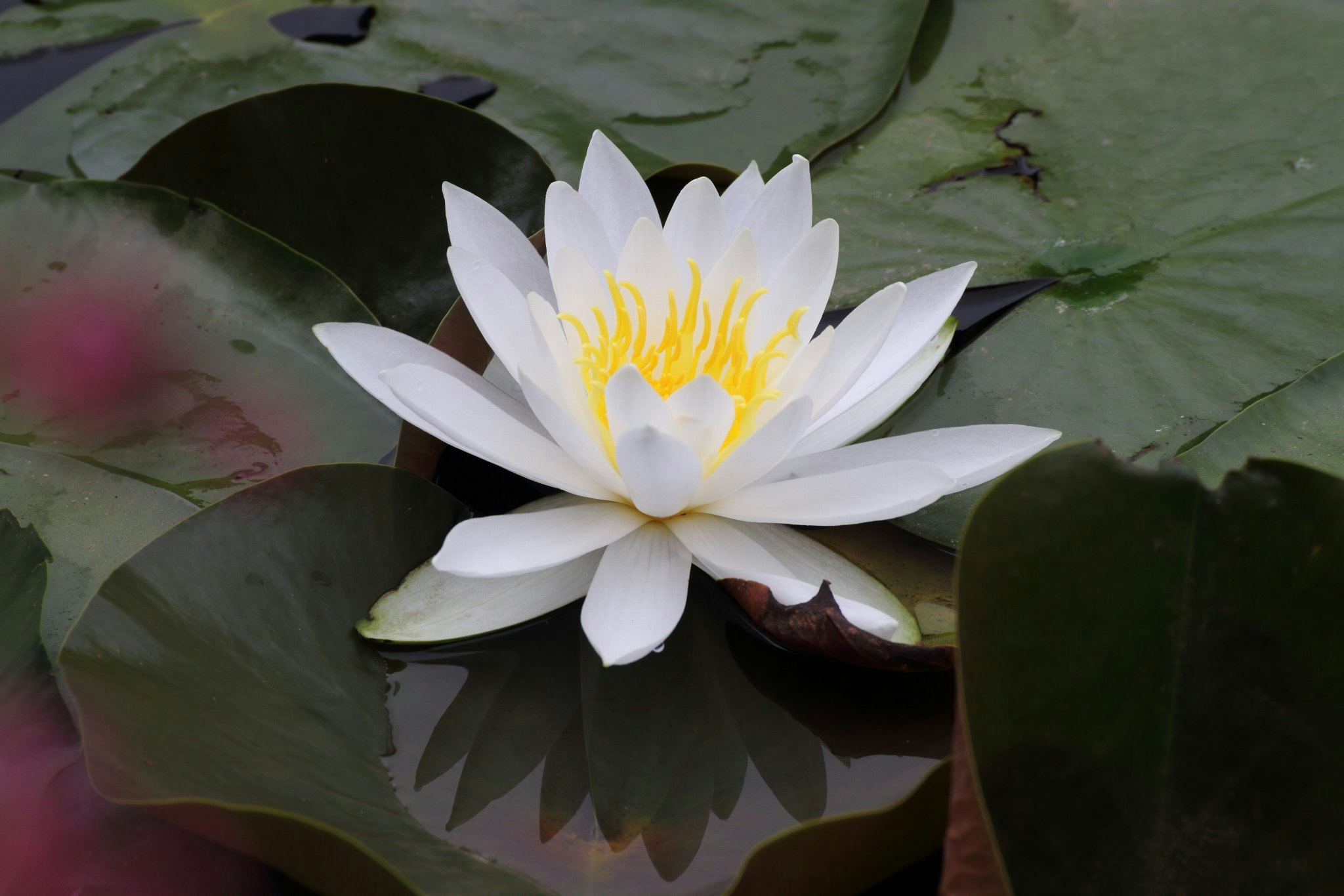 莲花漂浮在睡莲叶上的特写