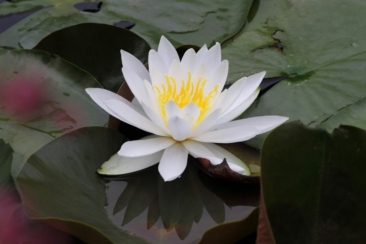 Un loto bianco che fiorisce tra le foglie verdi sulla superficie dell'acqua