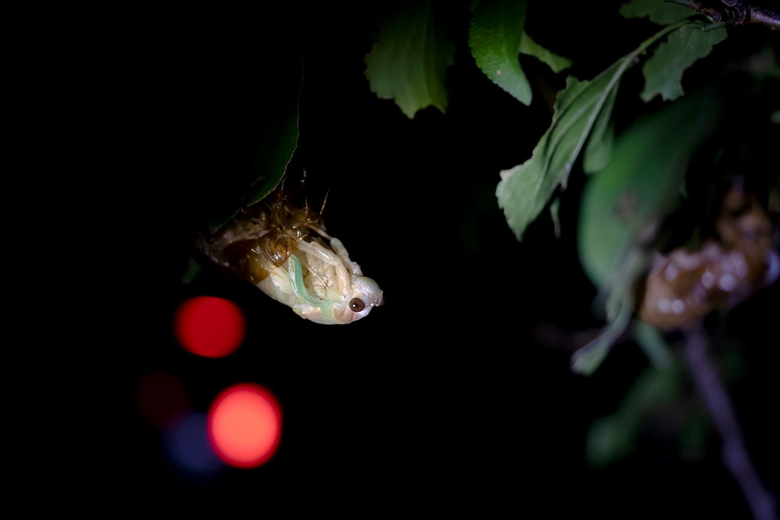 Cicada-Larve hängt zwischen Blättern mit dunklem Hintergrund und leuchtenden roten Lichtern