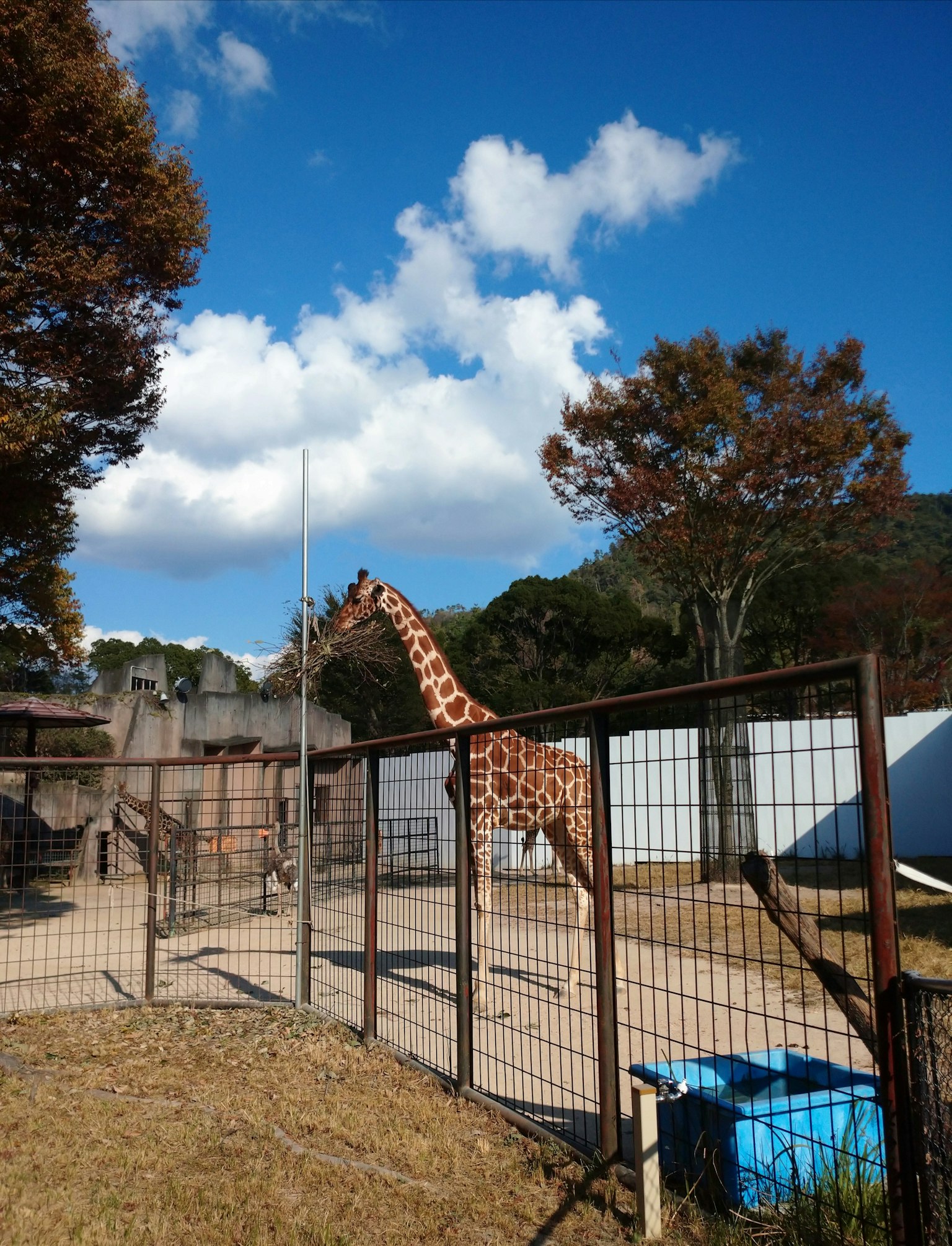動物園圍欄外可見的長頸鹿和藍天