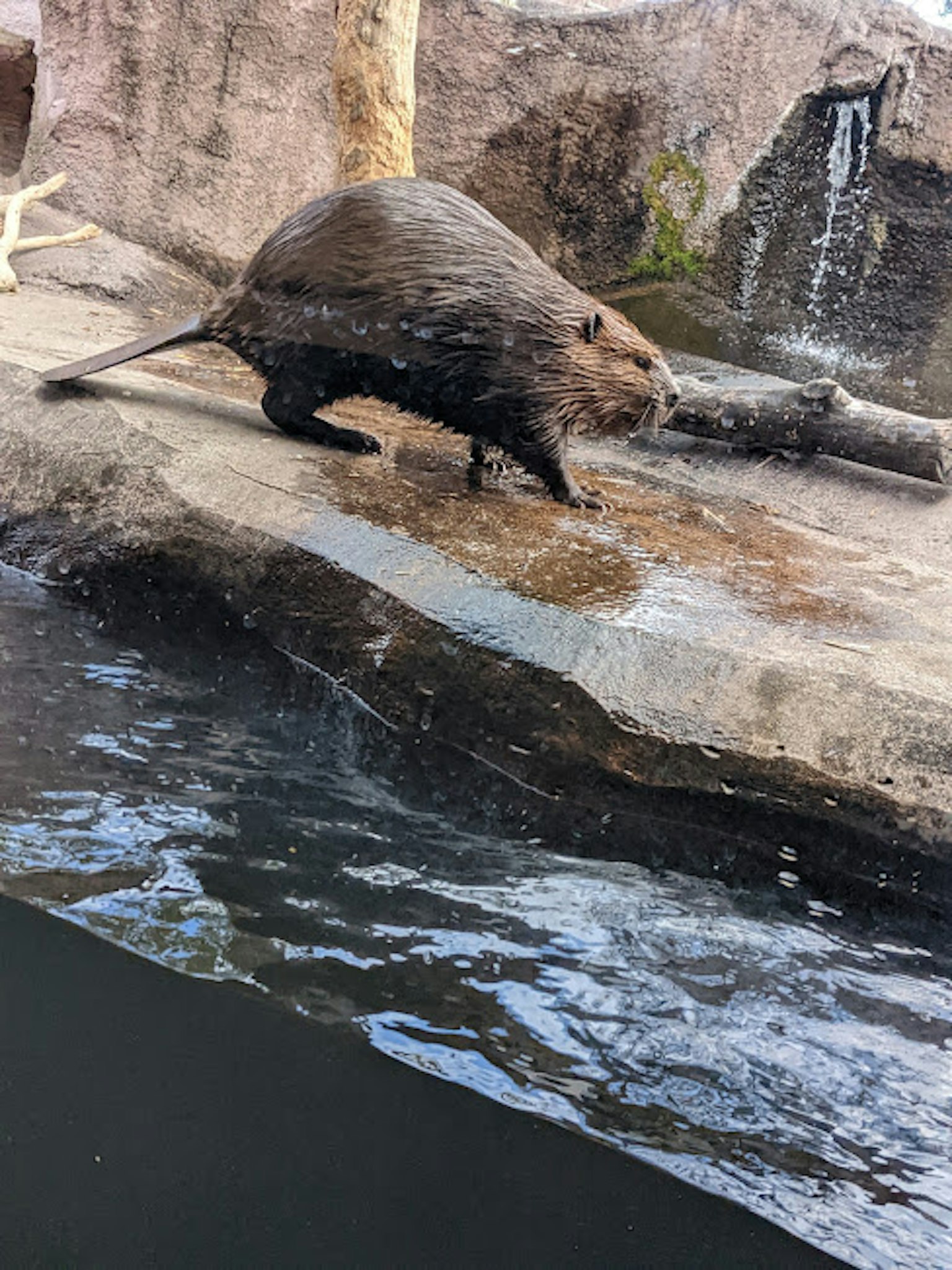 Ein Biber bewegt sich am Wasserufer