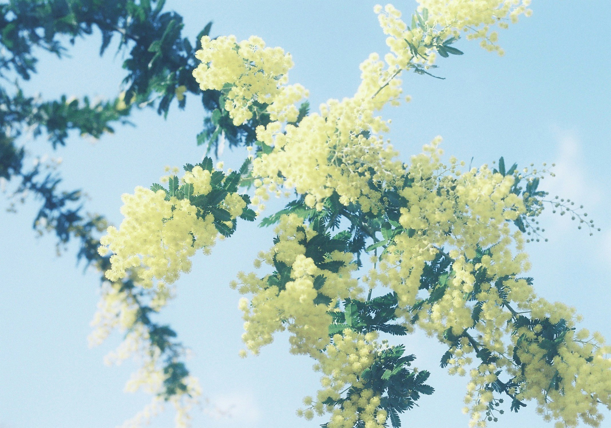 青空に咲くミモザの花束のような枝先