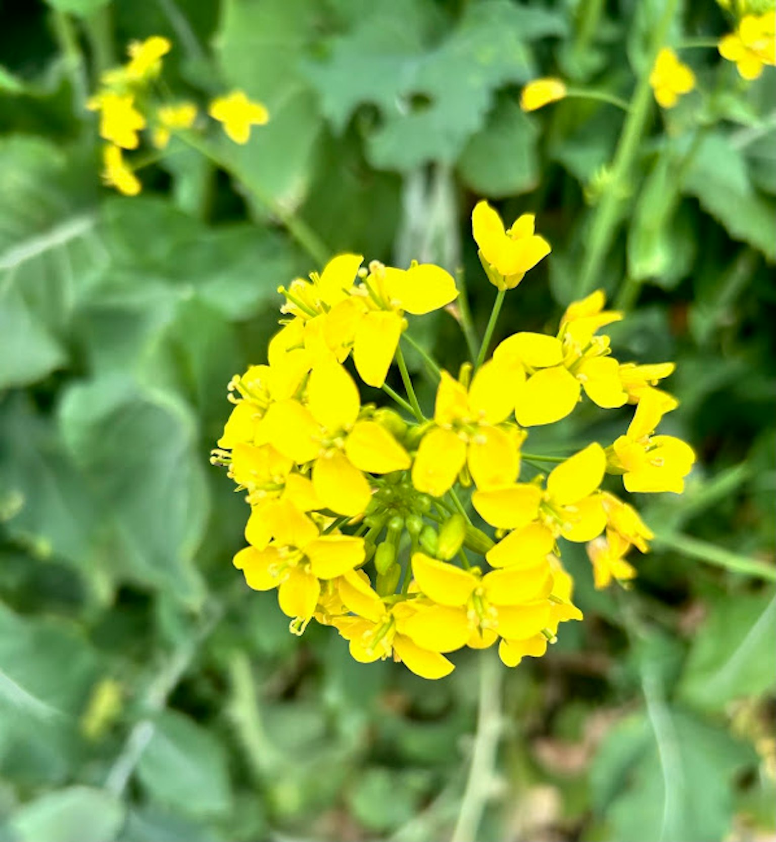 Close-up of a flowering plant with yellow blossoms