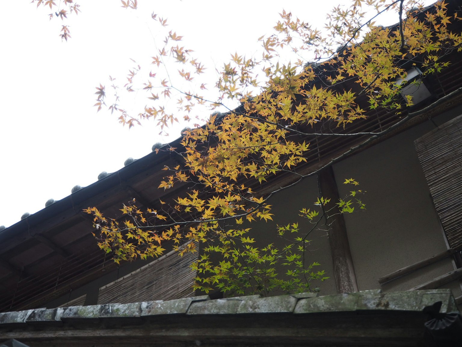古老建築屋頂裝飾著秋天的樹葉