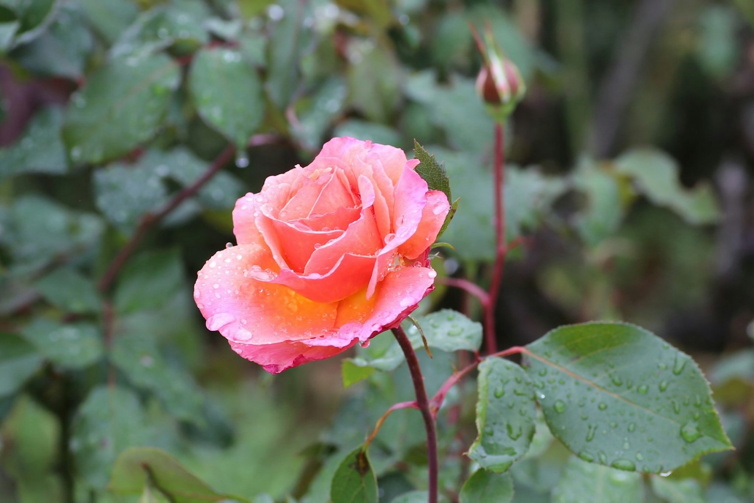 Fleur de rose rose épanouie sous la pluie avec des feuilles vertes