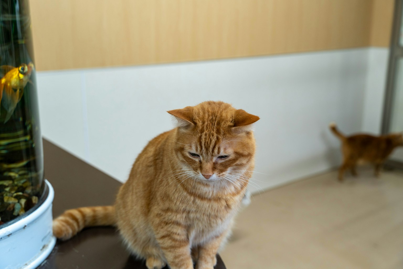 Chat orange assis sur une table avec un autre chat en arrière-plan