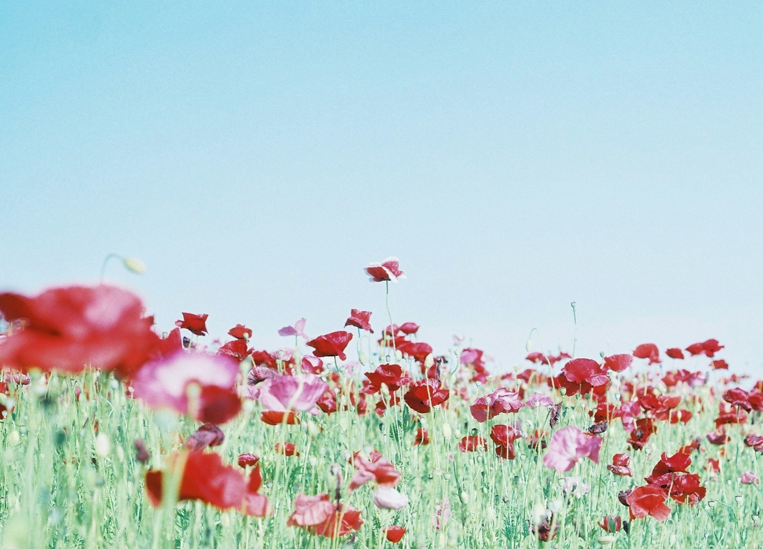 Campo de flores de amapolas rojas bajo un cielo azul