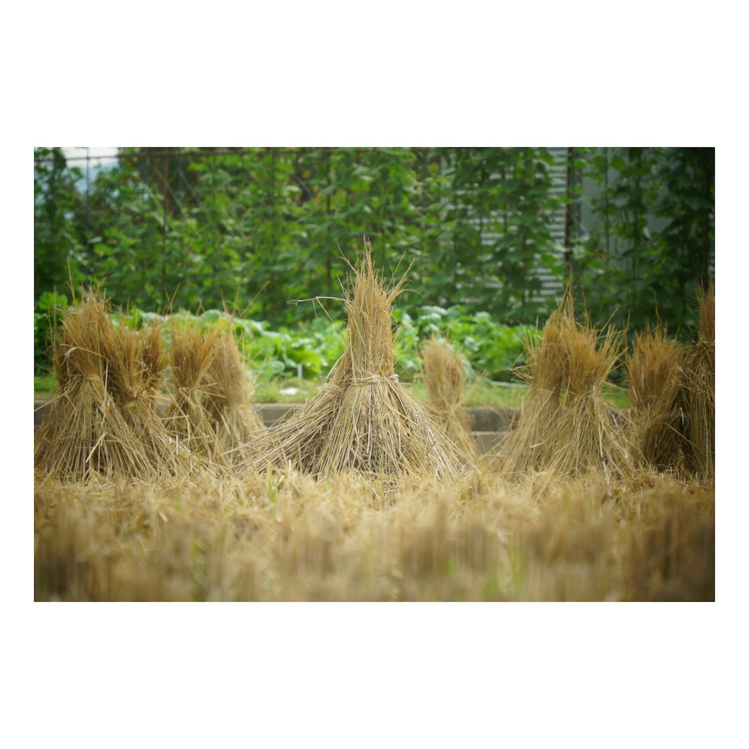 稲の束が並ぶ田んぼの風景 緑の植物が背景にある