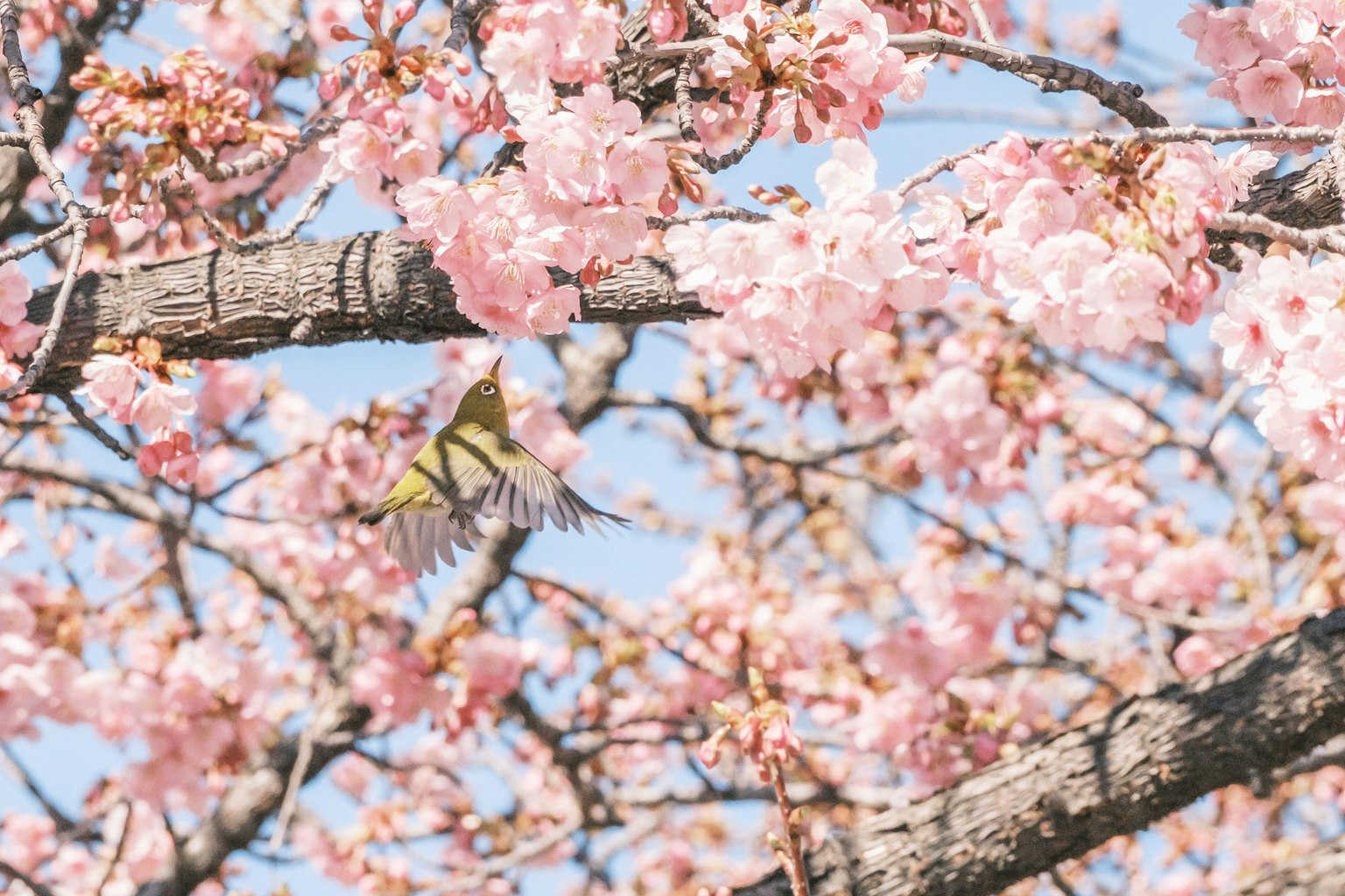 Ein Vogel fliegt zwischen Kirschblüten in einer lebhaften Frühlingsszene