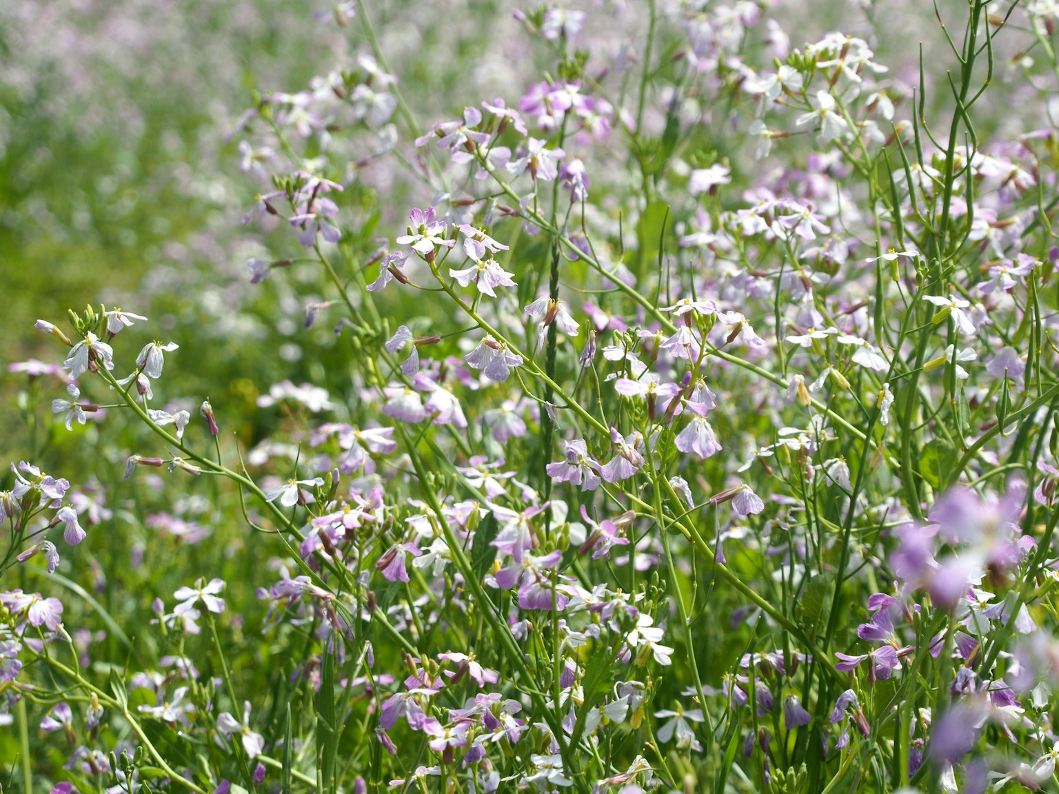 Feld mit lila blühenden Pflanzen und grünem Gras