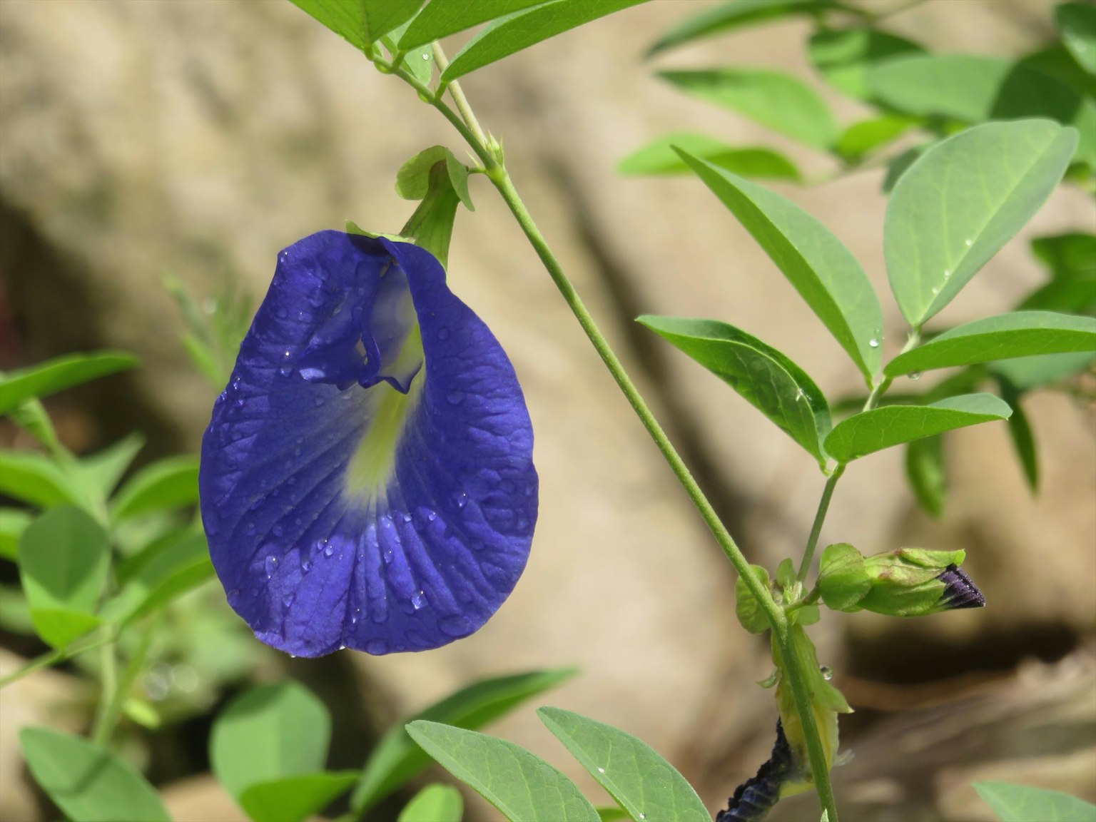 Vibrant blue butterfly pea flower blooming among green leaves