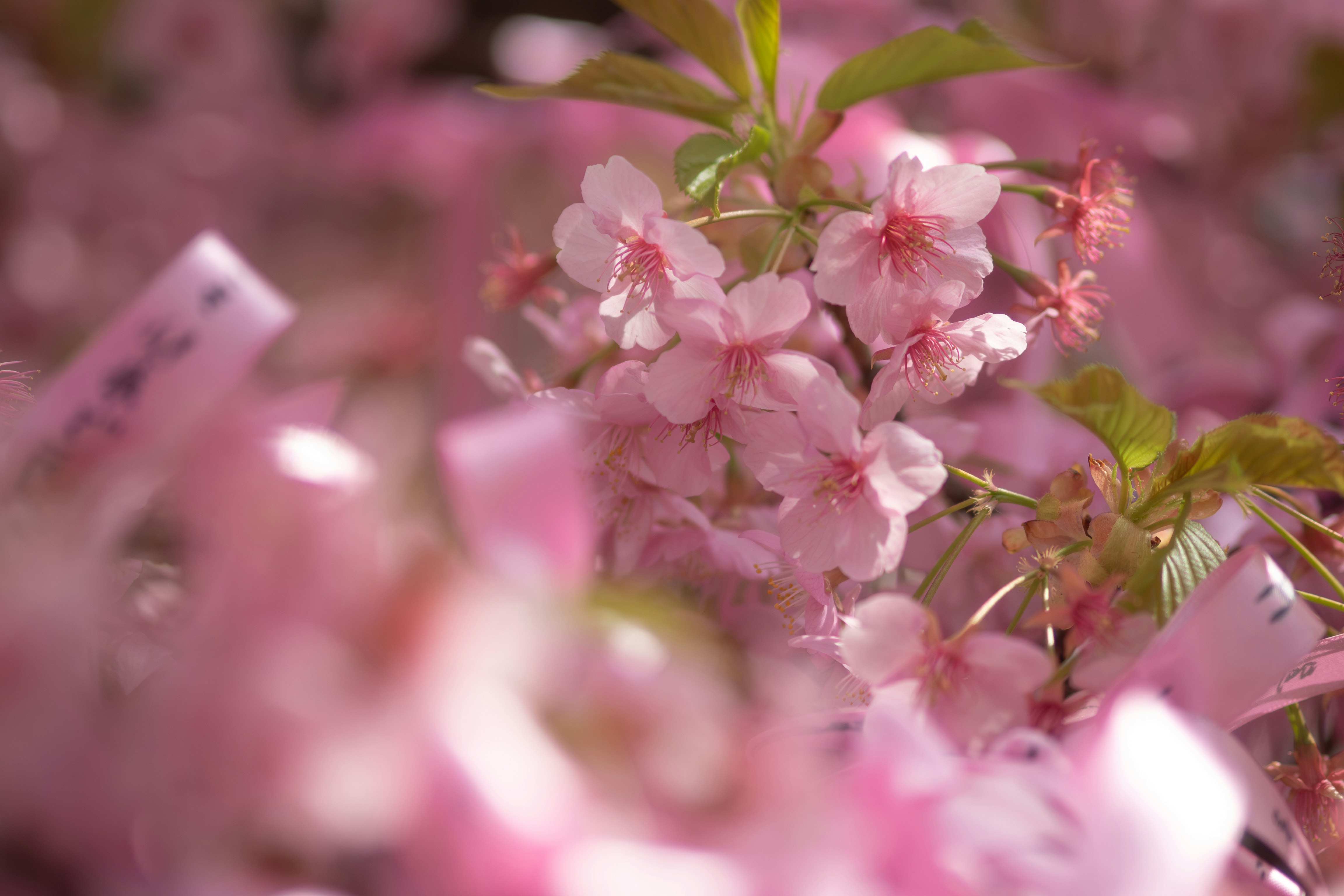 桜の花と春の訪れを感じる枝先のアップ
