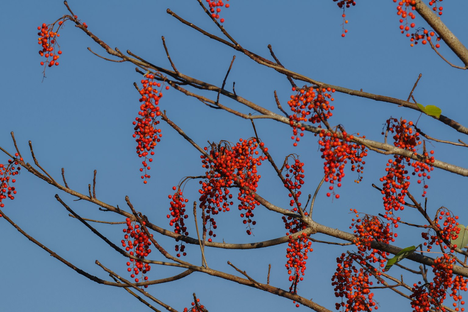 Rami con bacche rosse brillanti contro un cielo blu