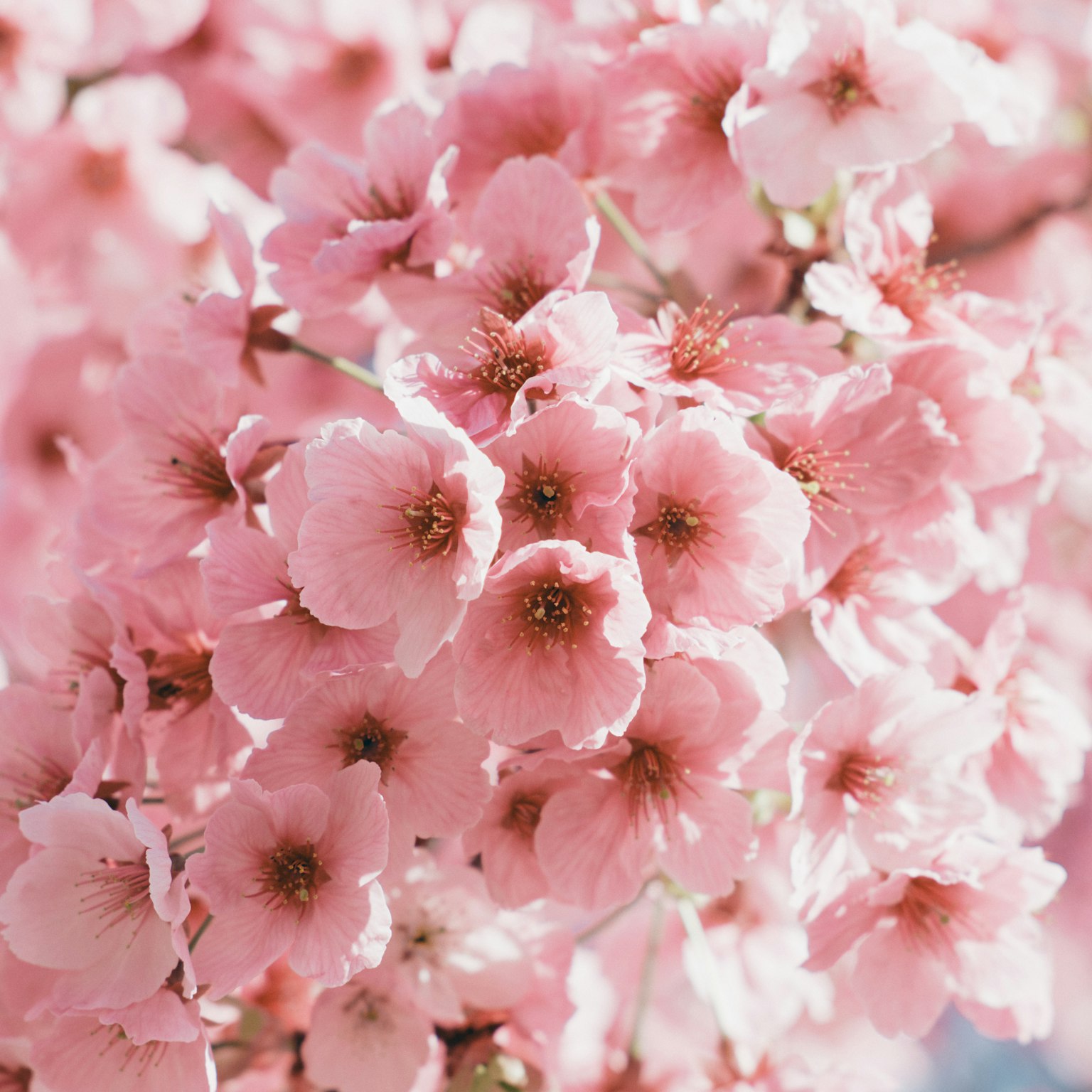 Cherry blossoms in full bloom with pink petals and brown centers