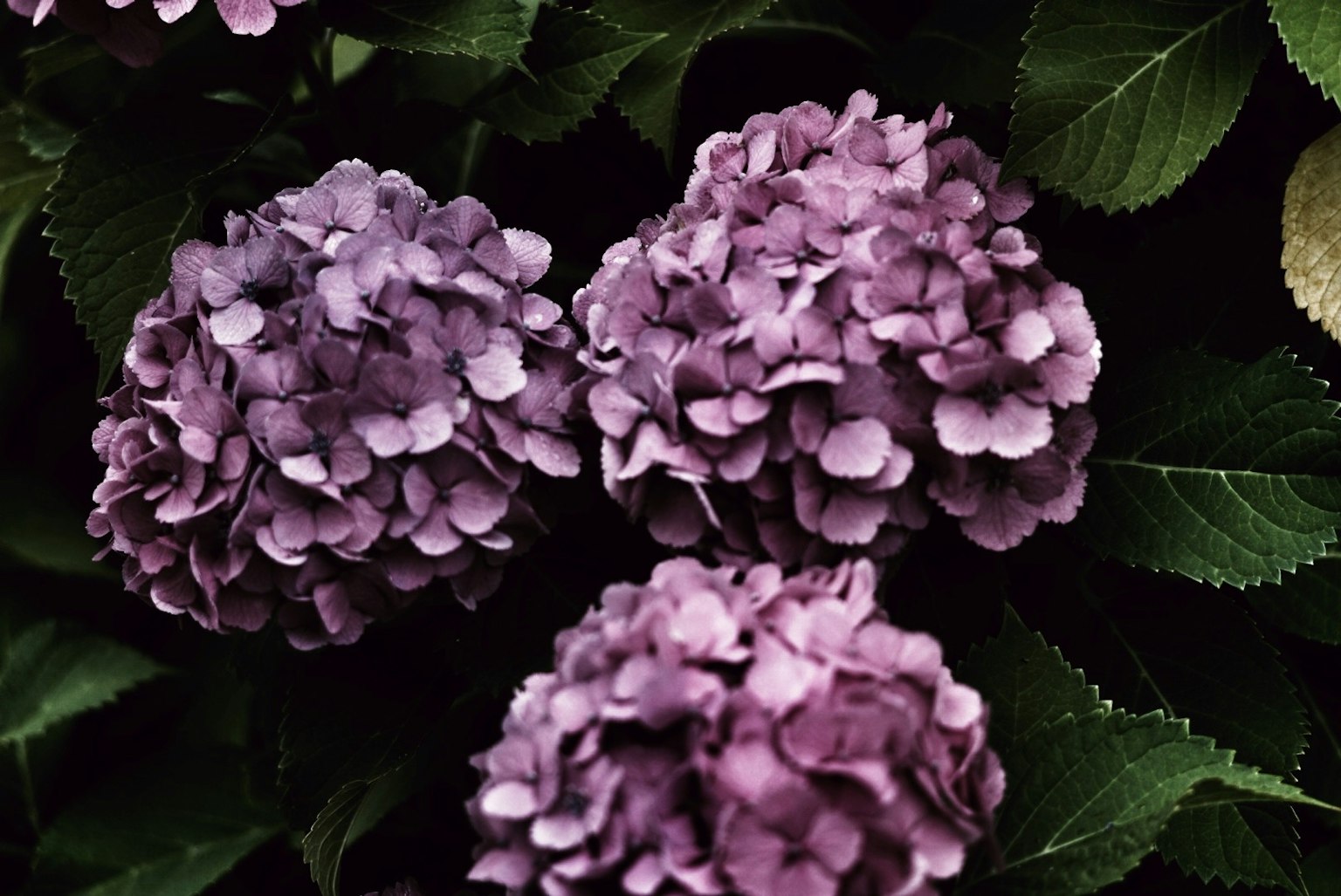 Fleurs d'hortensia violettes entourées de feuilles vertes