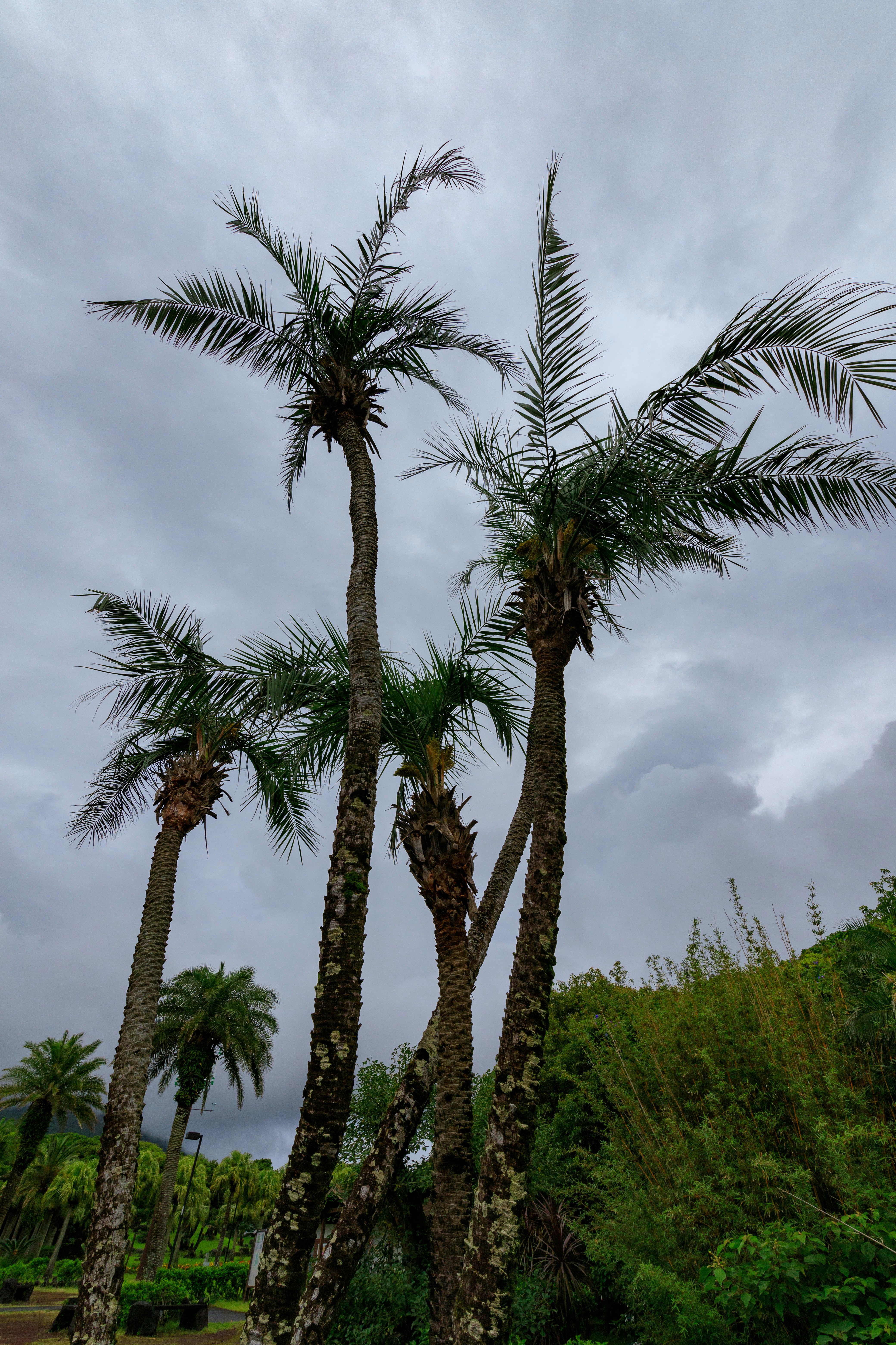 多雲天空下的棕榈樹與茂密綠植