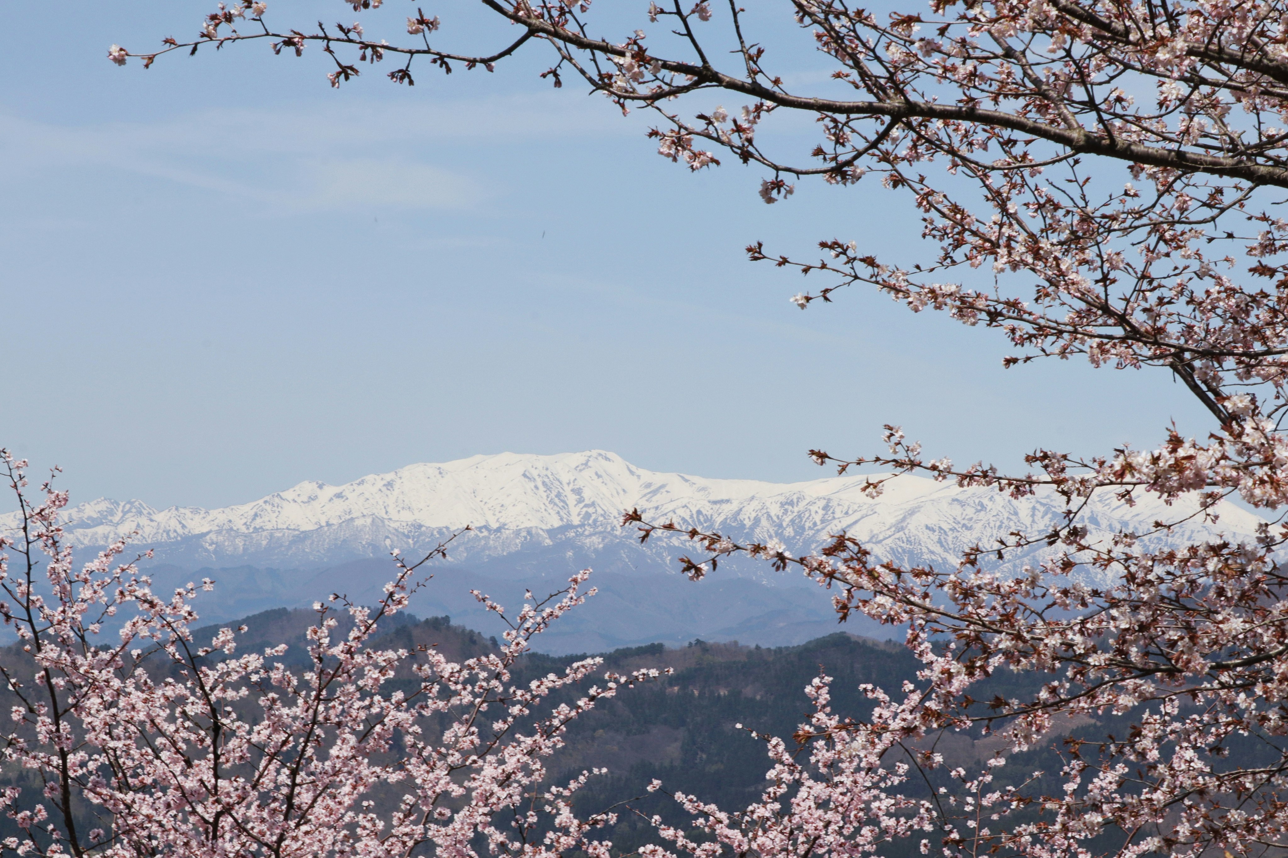 桜の花越しに雪化粧した山並みが広がる冬の風景