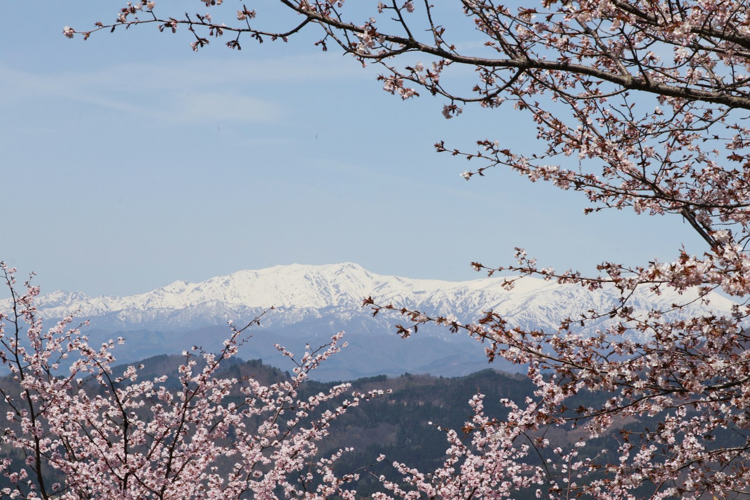 樱花与雪山的风景