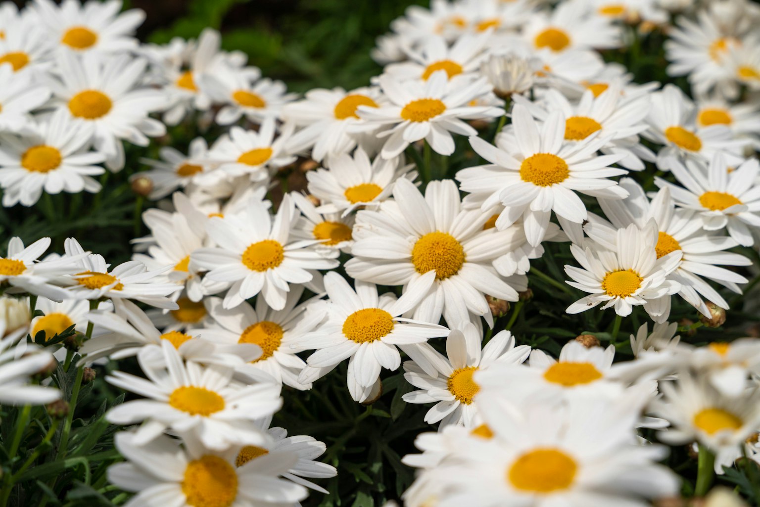 A cluster of white daisies with yellow centers
