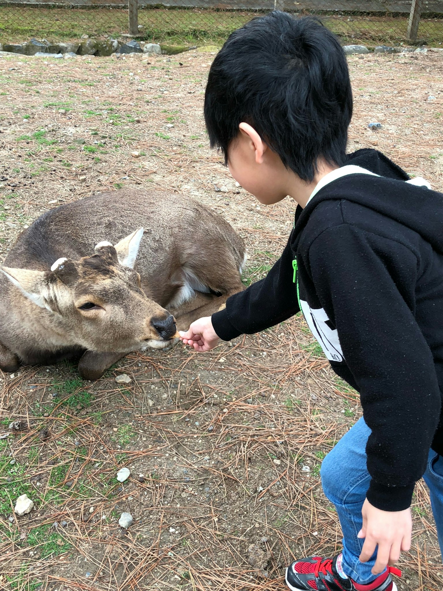 Un enfant nourrissant un cerf dans un environnement naturel