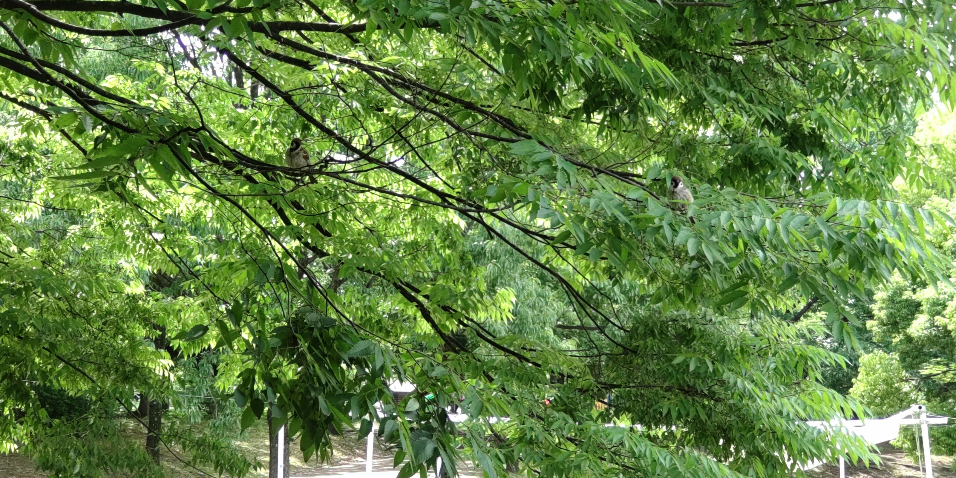 木々の枝葉が広がる緑の自然風景