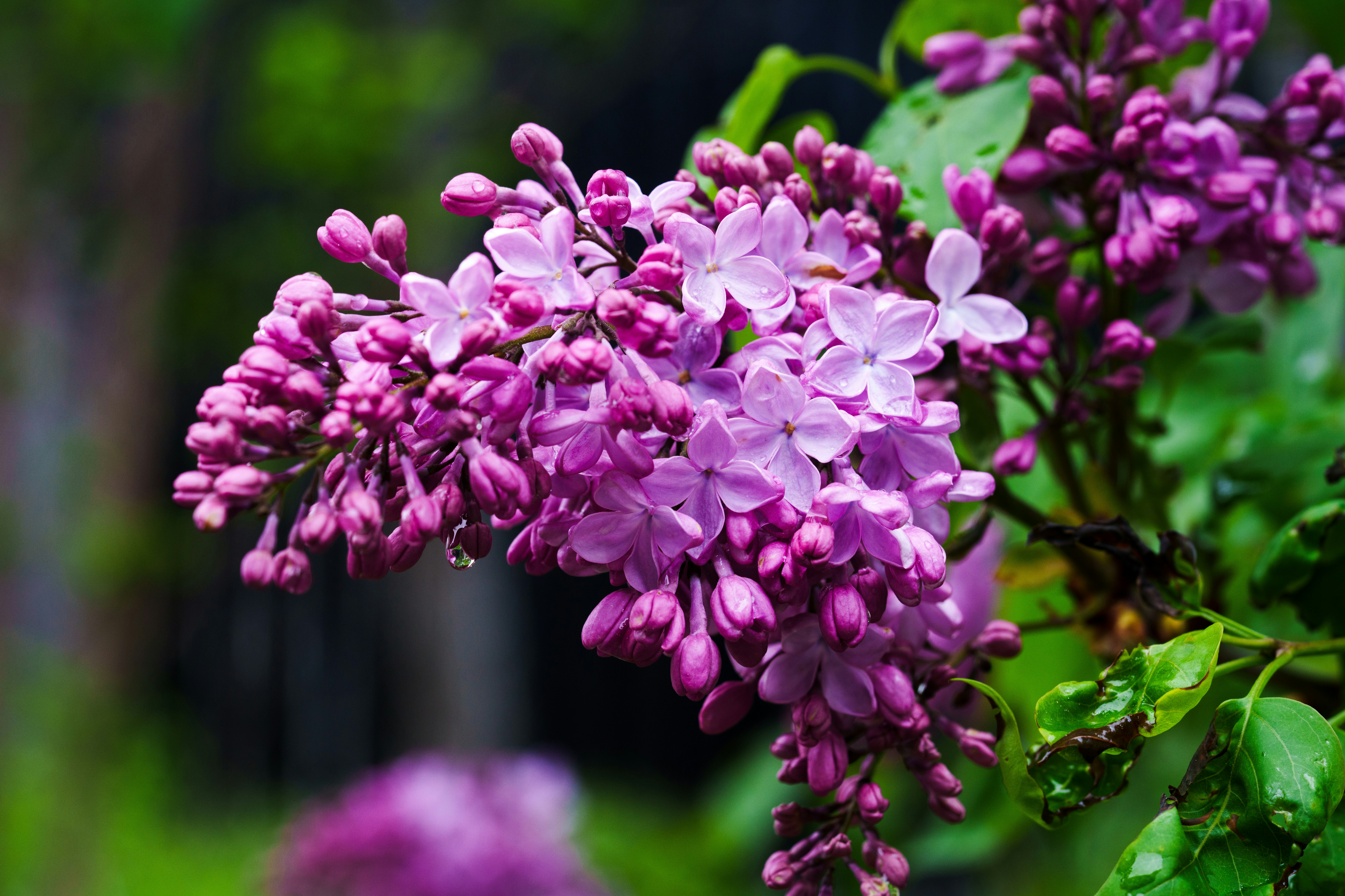 紫色丁香花特寫