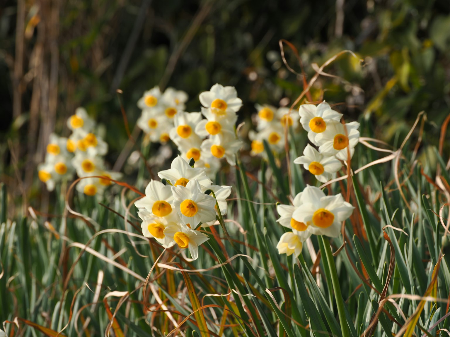 Cluster of white daffodils with yellow centers in green grass
