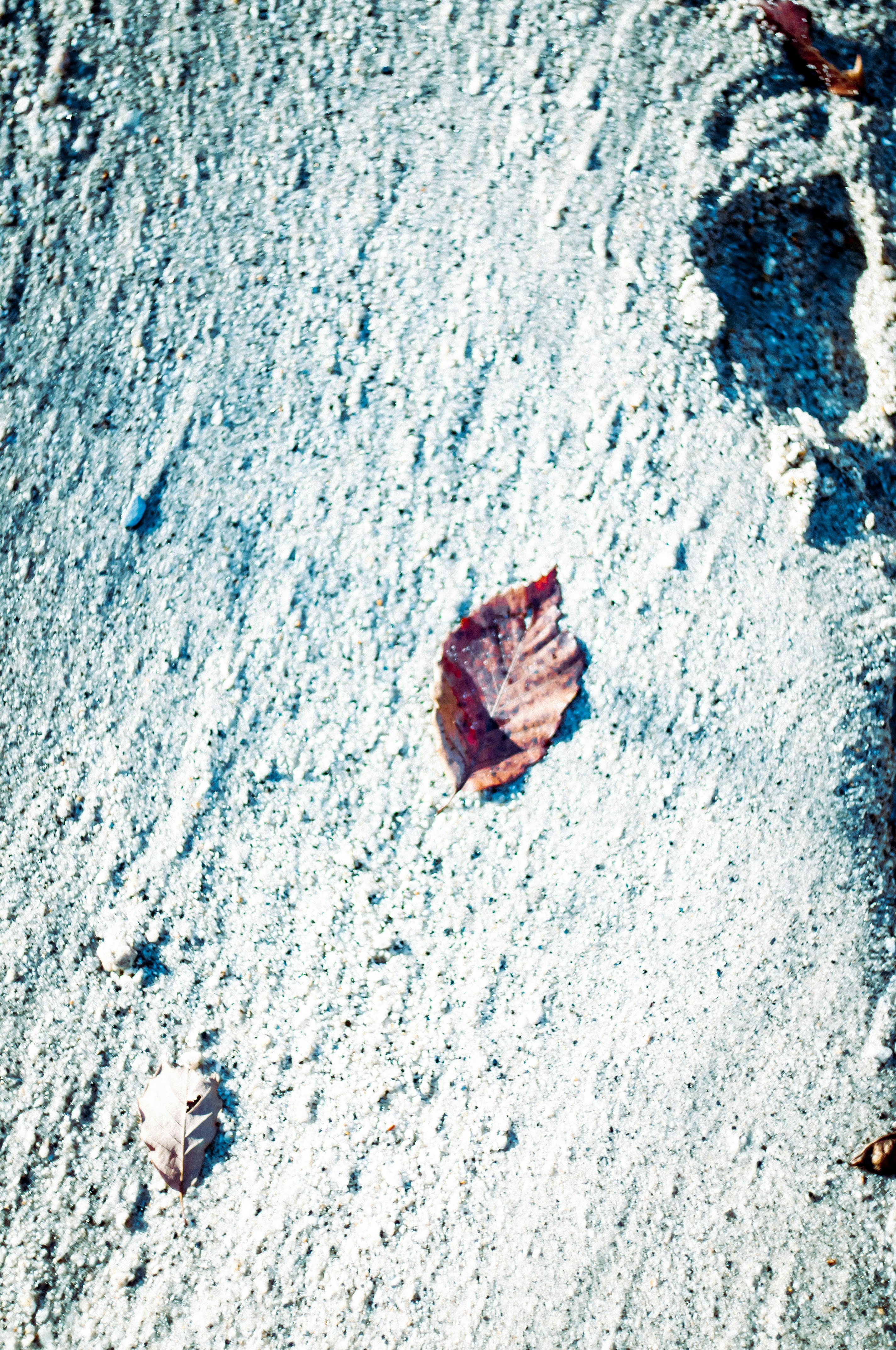 empreintes dans la neige avec des feuilles éparpillées