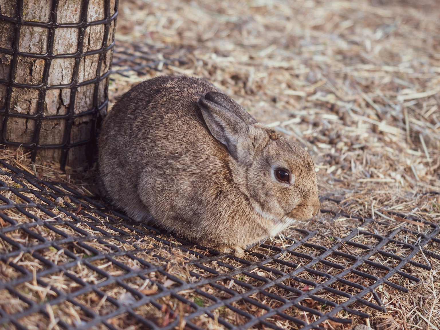 Lapin brun assis sur une surface en maille