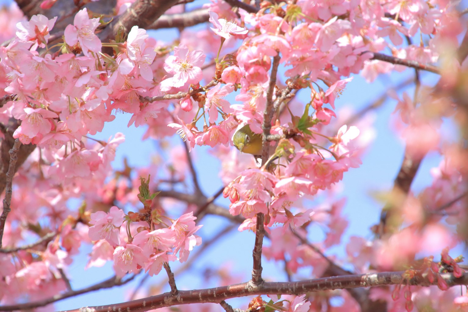 Nahaufnahme von Kirschbaumzweigen mit rosa Blüten vor blauem Himmel