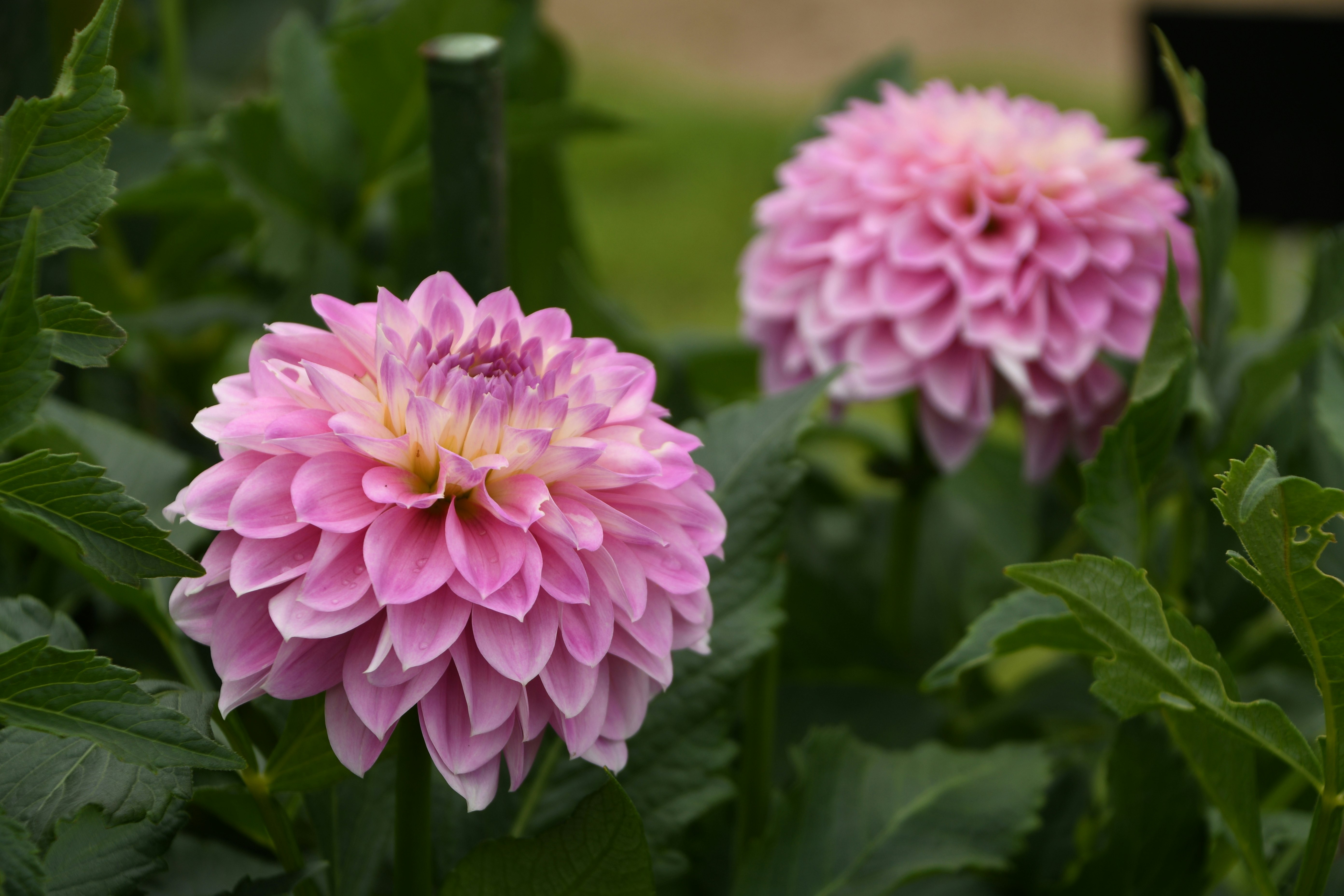 ピンクのダリアの花が咲く庭の花壇