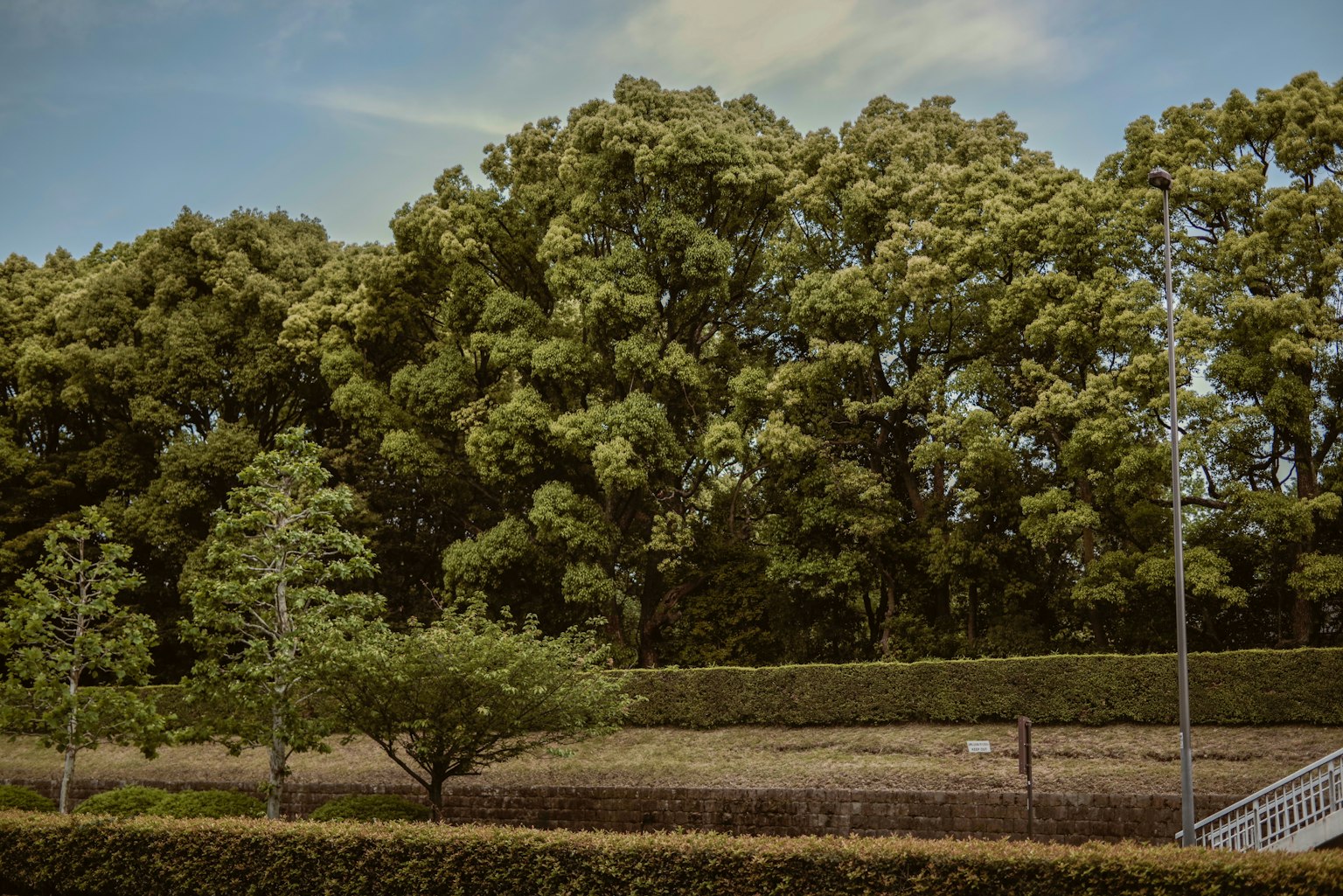 무성한 녹색 나무와 잘 다듬어진 생울타리가 있는 공원