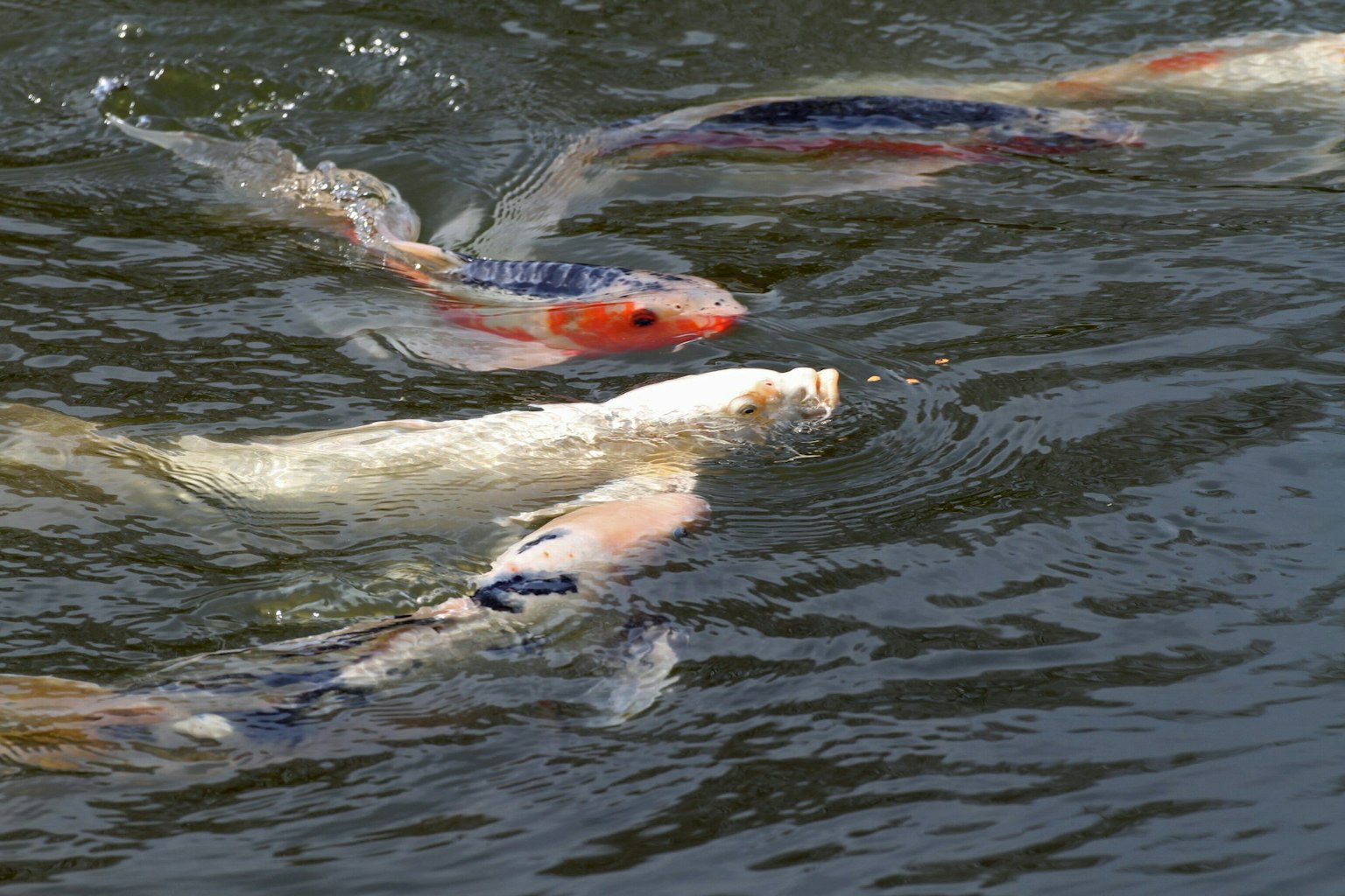 Un gruppo di carpe koi che nuotano sulla superficie dell'acqua carpe colorate con motivi distintivi