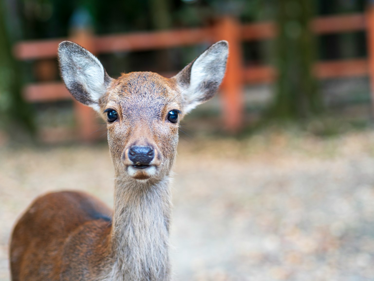 A young deer looking towards the camera with blurred trees and a fence in the background