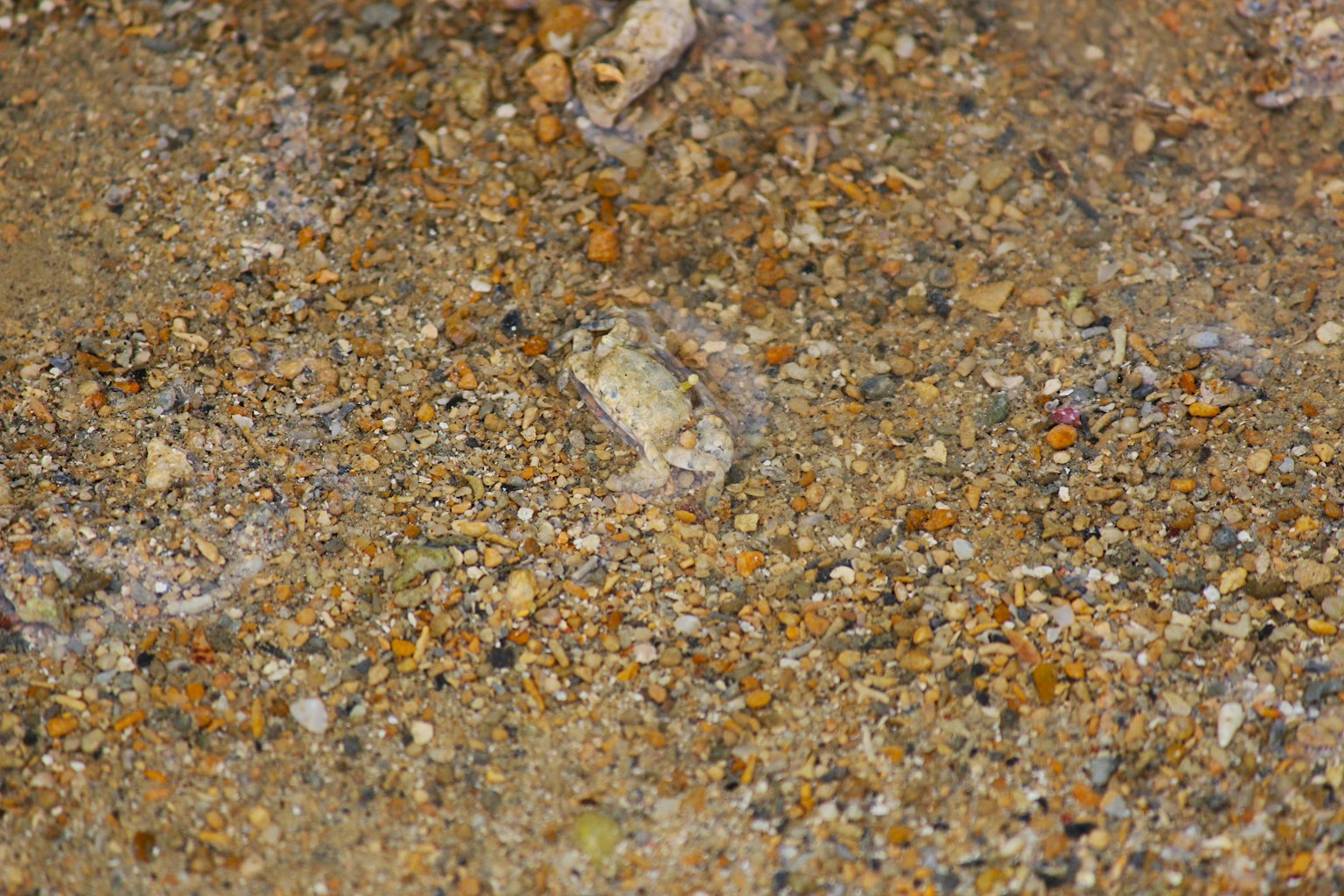 Kleine Kreatur im Sand versteckt mit bunten Körnern