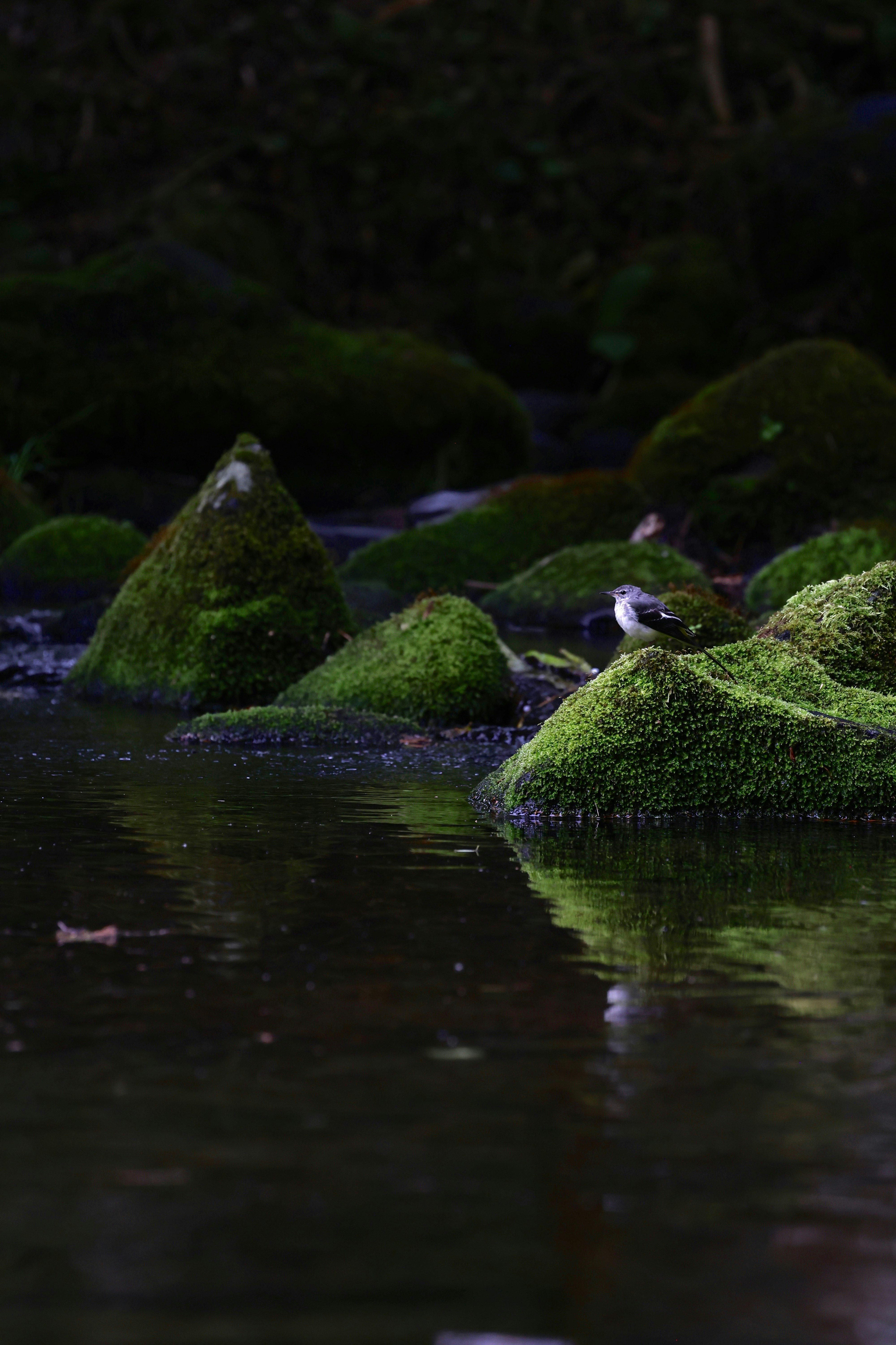 苔むした小さな滝と池のある庭園の風景