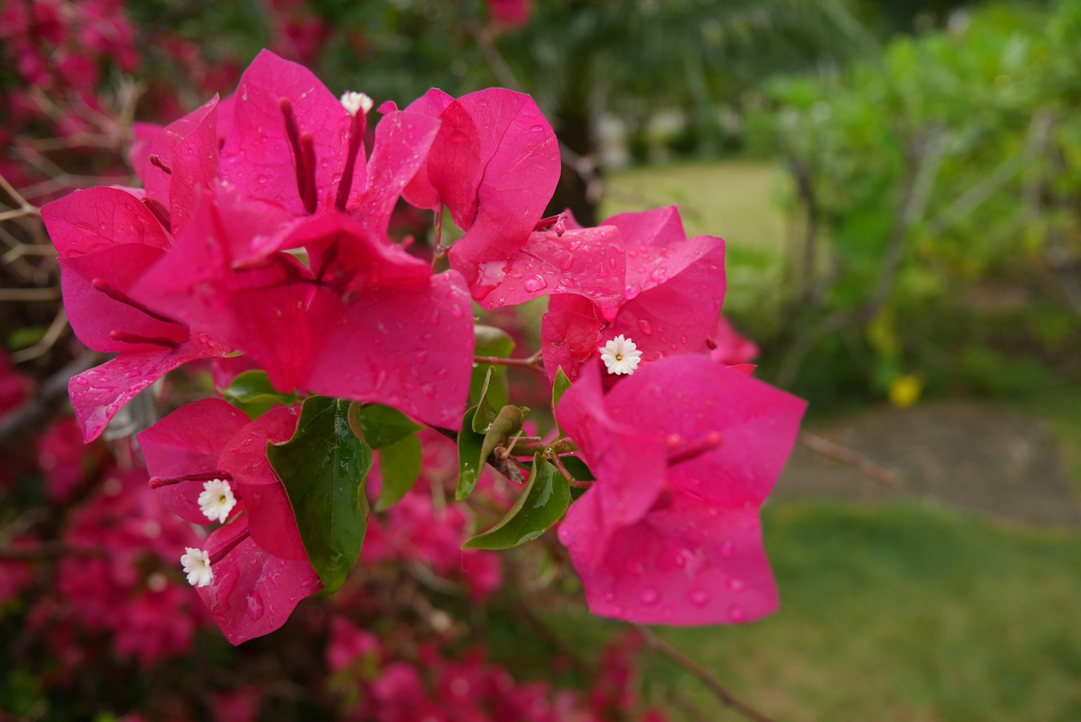 Fiori di bougainvillea rosa vivace si stagliano su uno sfondo verde
