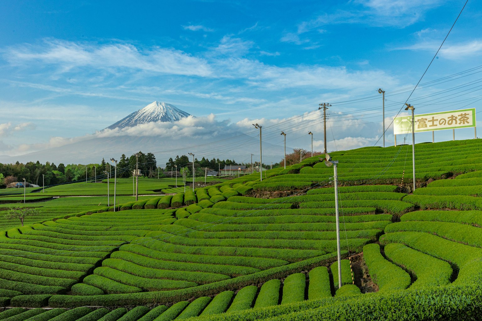 美麗的綠色茶田與背景中的雪山富士山