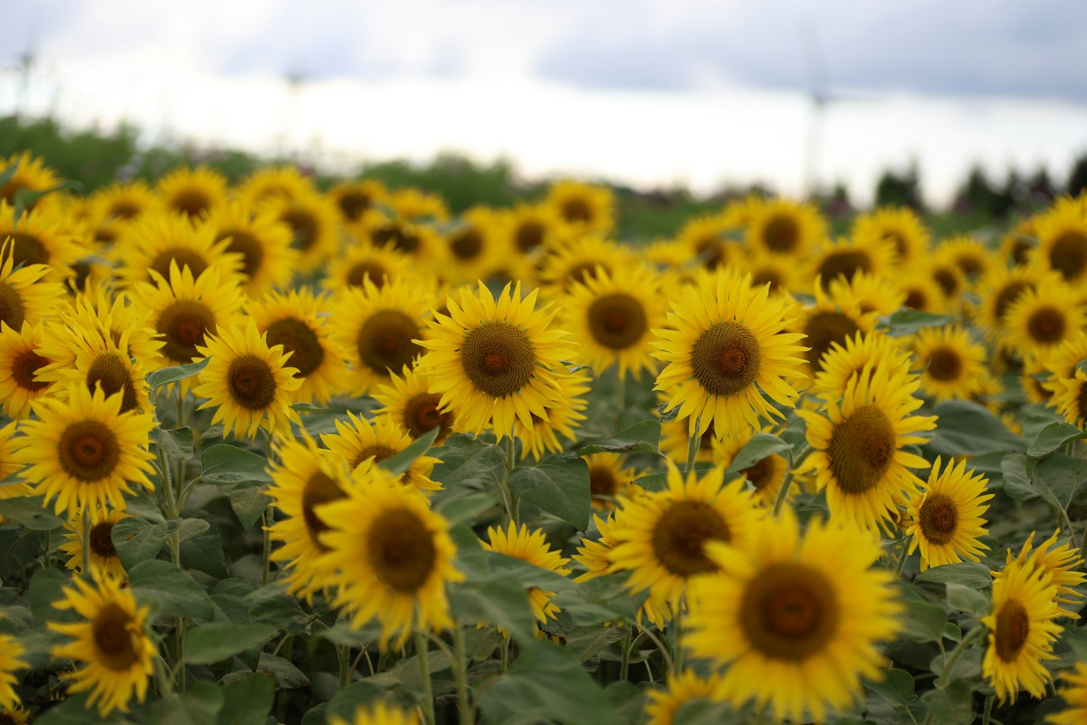 Vibrant yellow sunflowers in a vast field with green leaves