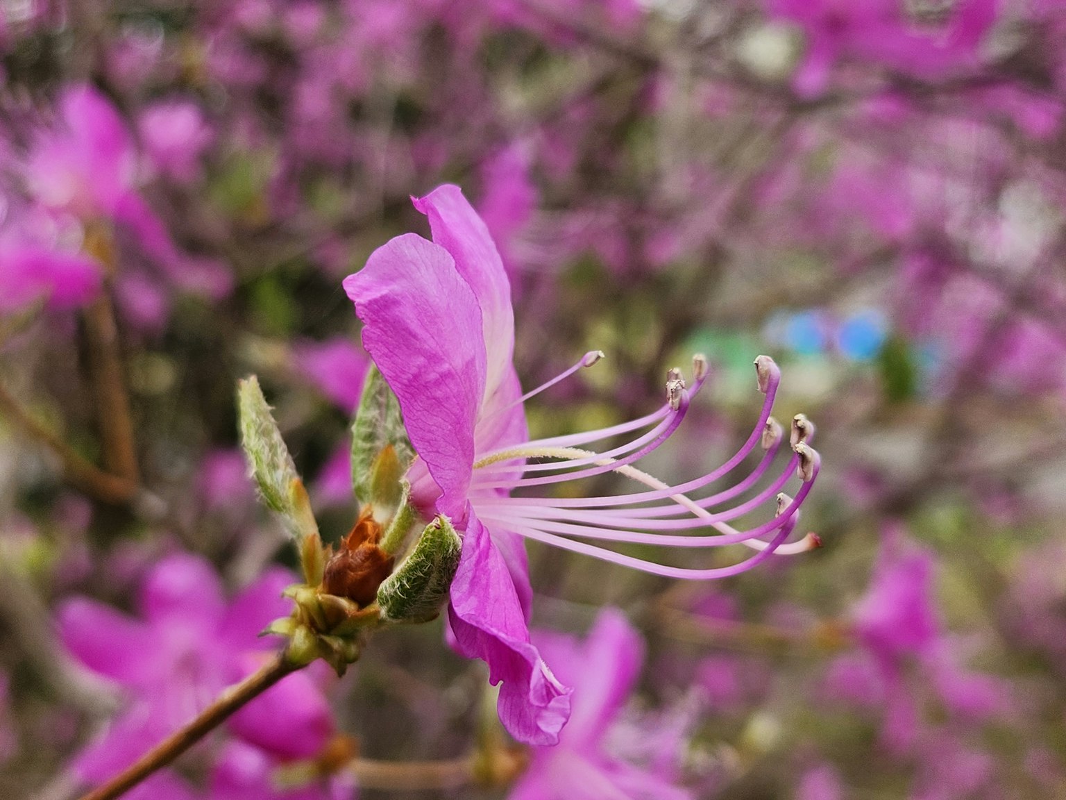 Un fiore rosa vivace in fiore con petali delicati